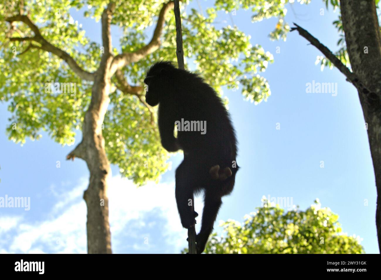 Un macaco crestato (Macaca nigra) è sagomato su uno sfondo luminoso, in quanto si sta aggrappando al vitigno liana mentre si allena nella foresta di Tangkoko, Sulawesi settentrionale, Indonesia. "Il cambiamento climatico è uno dei principali fattori che influenzano la biodiversità a livello mondiale a un ritmo allarmante", secondo un team di scienziati guidati da Antonio Acini Vasquez-Aguilar nel loro documento di ricerca pubblicato per la prima volta nel marzo 2024 su Environ Monit Evaluate. I cambiamenti climatici potrebbero spostare la distribuzione geografica delle specie, comprese le specie che dipendono molto dalla copertura forestale, hanno scritto. "Temperature in aumento causate dal cambiamento climatico Foto Stock