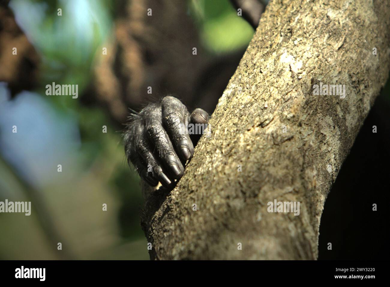 Una mano di un macaco crestato (Macaca nigra) nella foresta di Tangkoko, Sulawesi settentrionale, Indonesia. "Il cambiamento climatico è uno dei principali fattori che influenzano la biodiversità a livello mondiale a un ritmo allarmante", secondo un team di scienziati guidati da Antonio Acini Vasquez-Aguilar nel loro documento di ricerca pubblicato per la prima volta nel marzo 2024 su Environ Monit Evaluate. I cambiamenti climatici potrebbero spostare la distribuzione geografica delle specie, comprese le specie che dipendono molto dalla copertura forestale, hanno scritto. "L'aumento delle temperature causato dai cambiamenti climatici può sconvolgere il delicato equilibrio degli ecosistemi. Molte specie hanno specifiche... Foto Stock