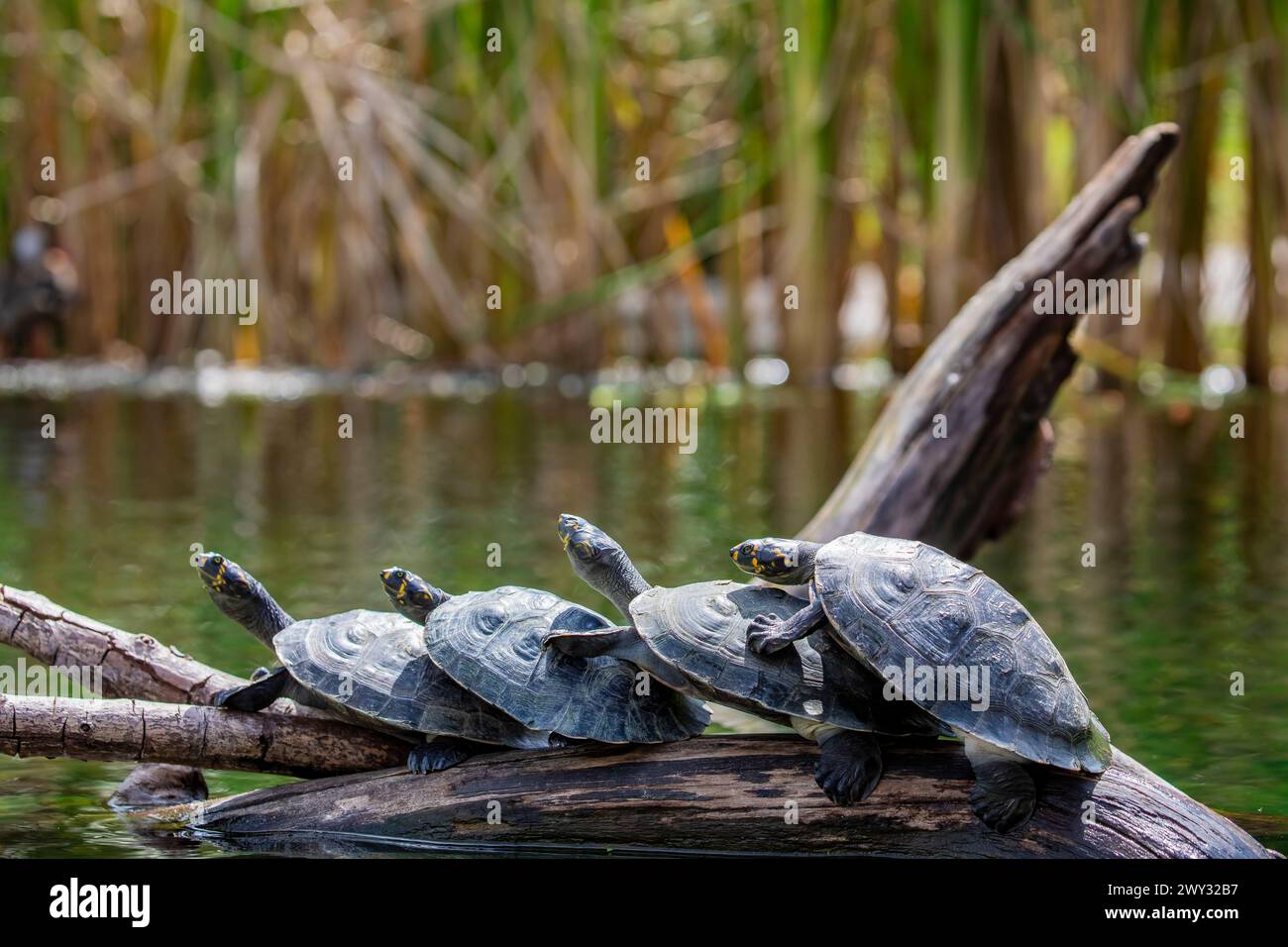 La tartaruga del Rio delle Amazzoni con macchie gialle (Podocnemis unifilis). Una delle più grandi tartarughe fluviali sudamericane. Foto Stock