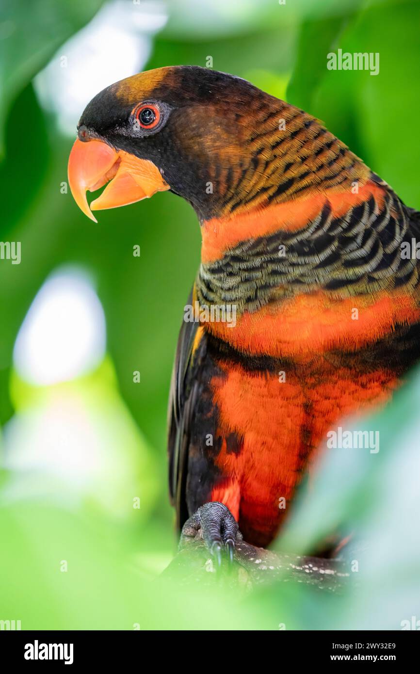 Il pappagallo (Pseudeos fuscata) è una specie di pappagallo della famiglia Psittaculidae. Si trova in Nuova Guinea e nelle isole offshore. Foto Stock
