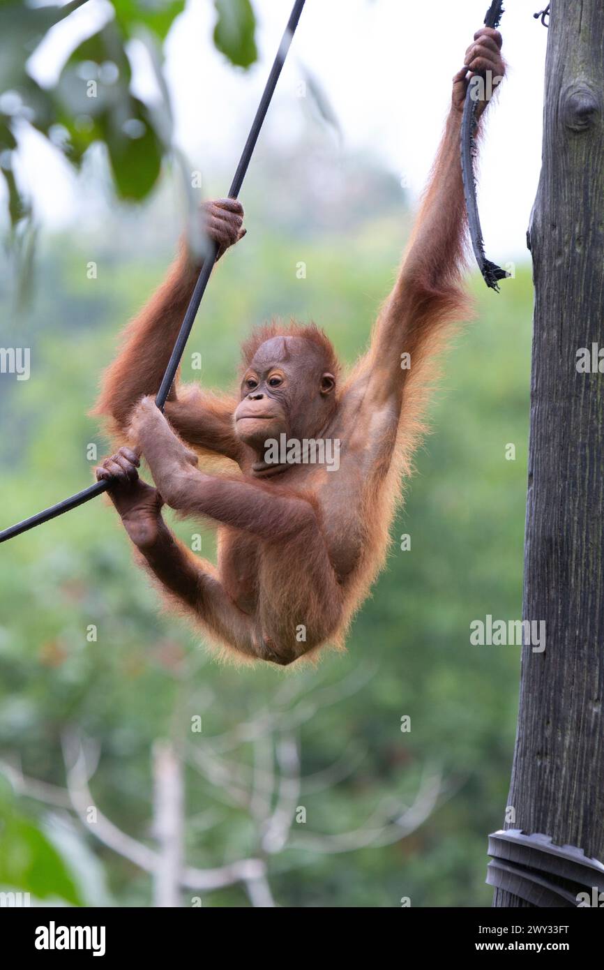 Orangutan presso Borneo Orangutan Survival (BOS) Foundation, Kalimantan orientale, Indonesia. Foto Stock
