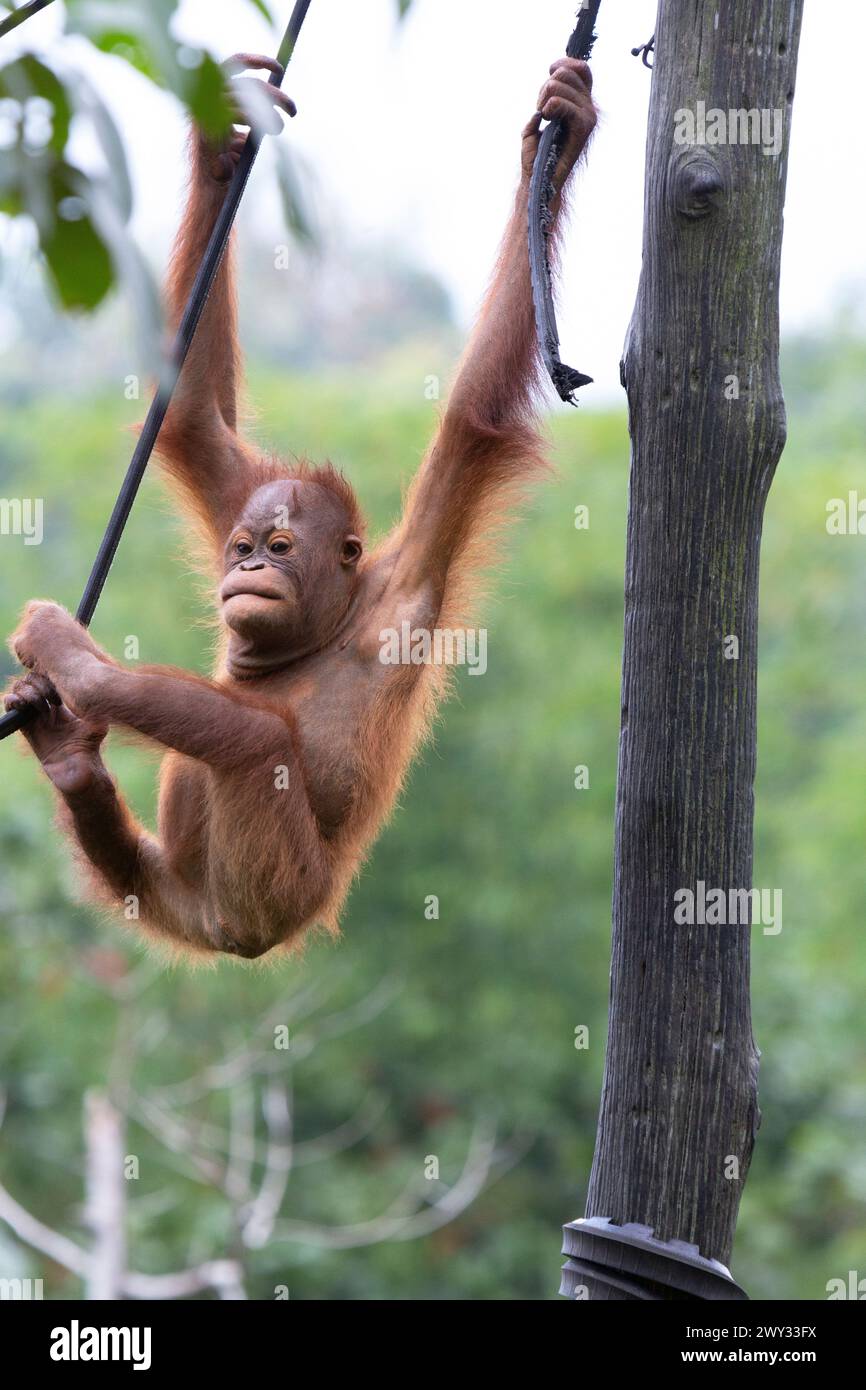 Orangutan presso Borneo Orangutan Survival (BOS) Foundation, Kalimantan orientale, Indonesia. Foto Stock