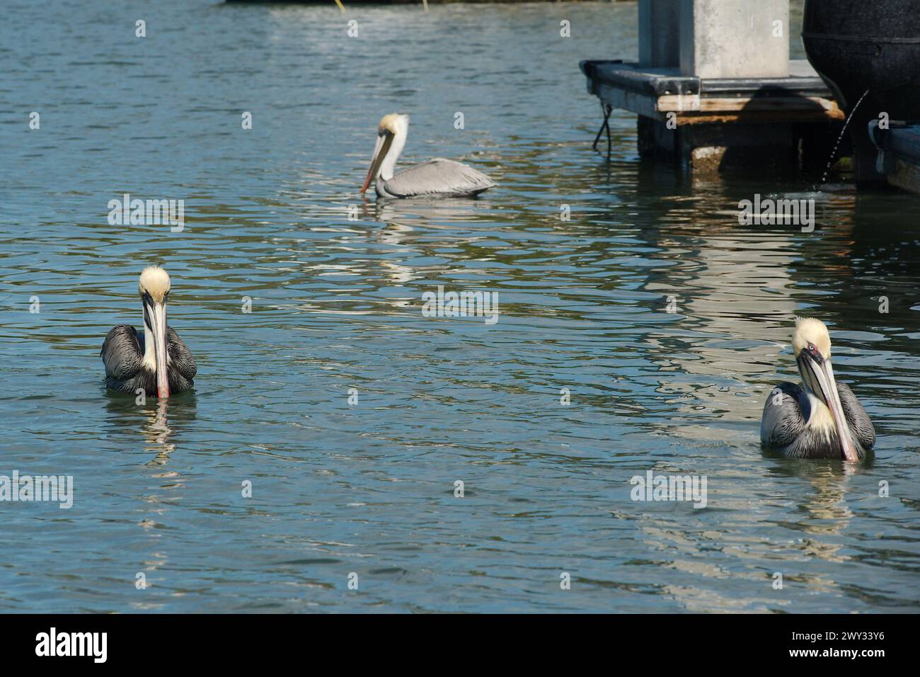 Tre pellicani formano un triangolo nell'acqua accanto all'estremità posteriore delle barche nella baia. Maximo Park a San Pietroburgo, Florida, in una giornata di sole, acque calme. Foto Stock