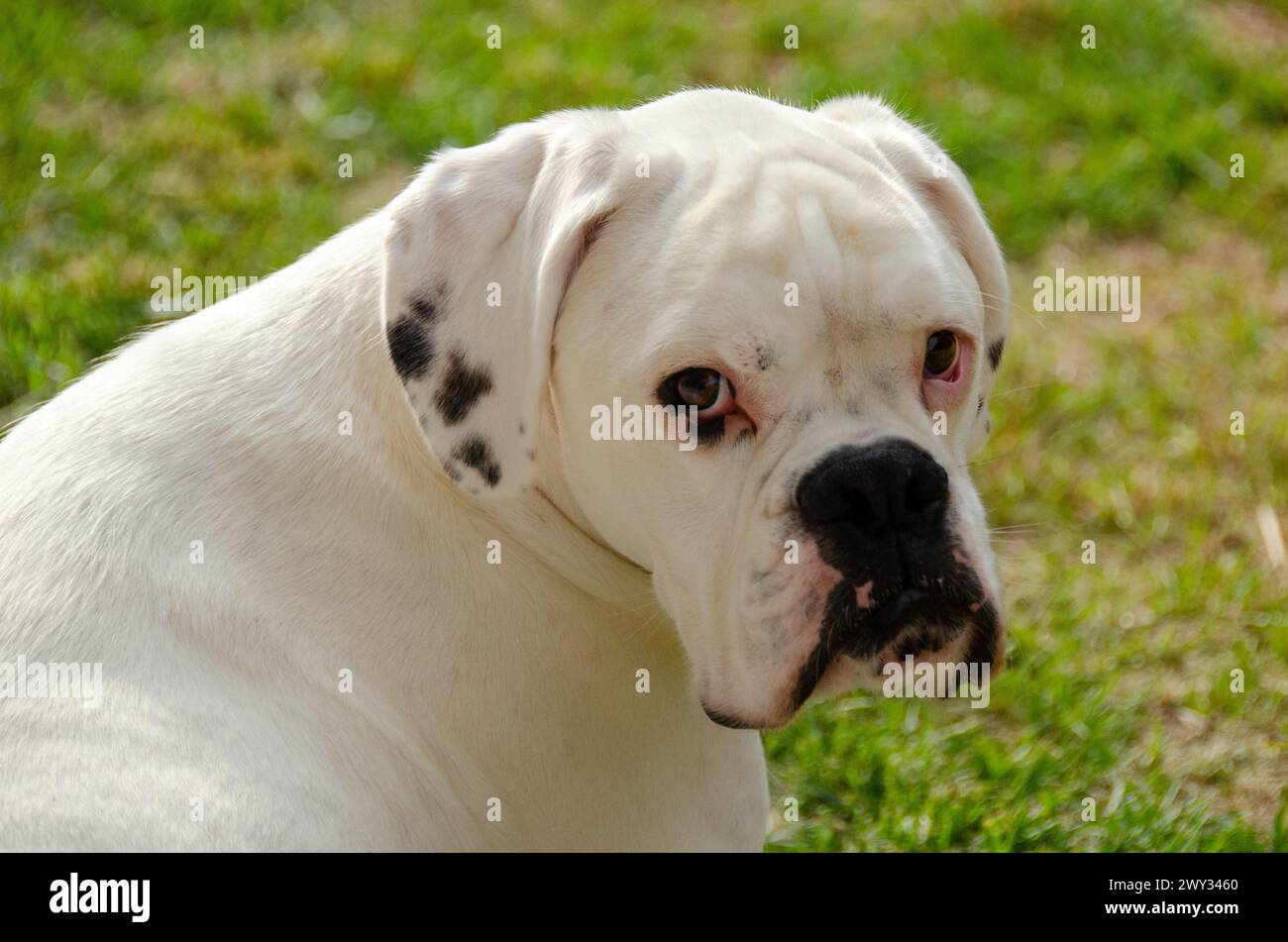 Pugile bianco dolce amabile unico e raro. Molto allegro e divertente. Luminoso, vigile e a volte stupido. Foto Stock