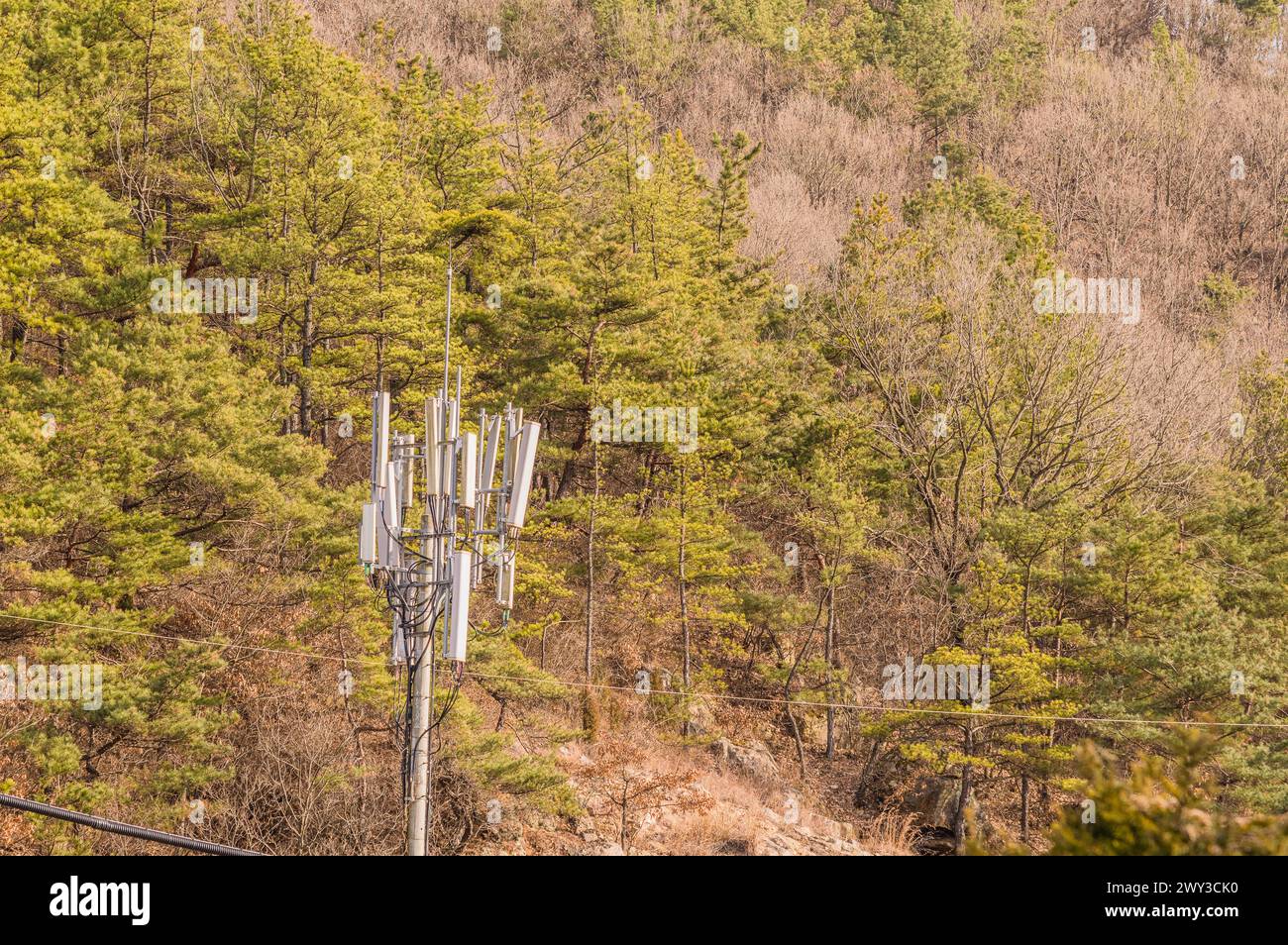 Contrasto tecnologico con una torre cellulare che si innalza sopra una collina di pini, in Corea del Sud Foto Stock