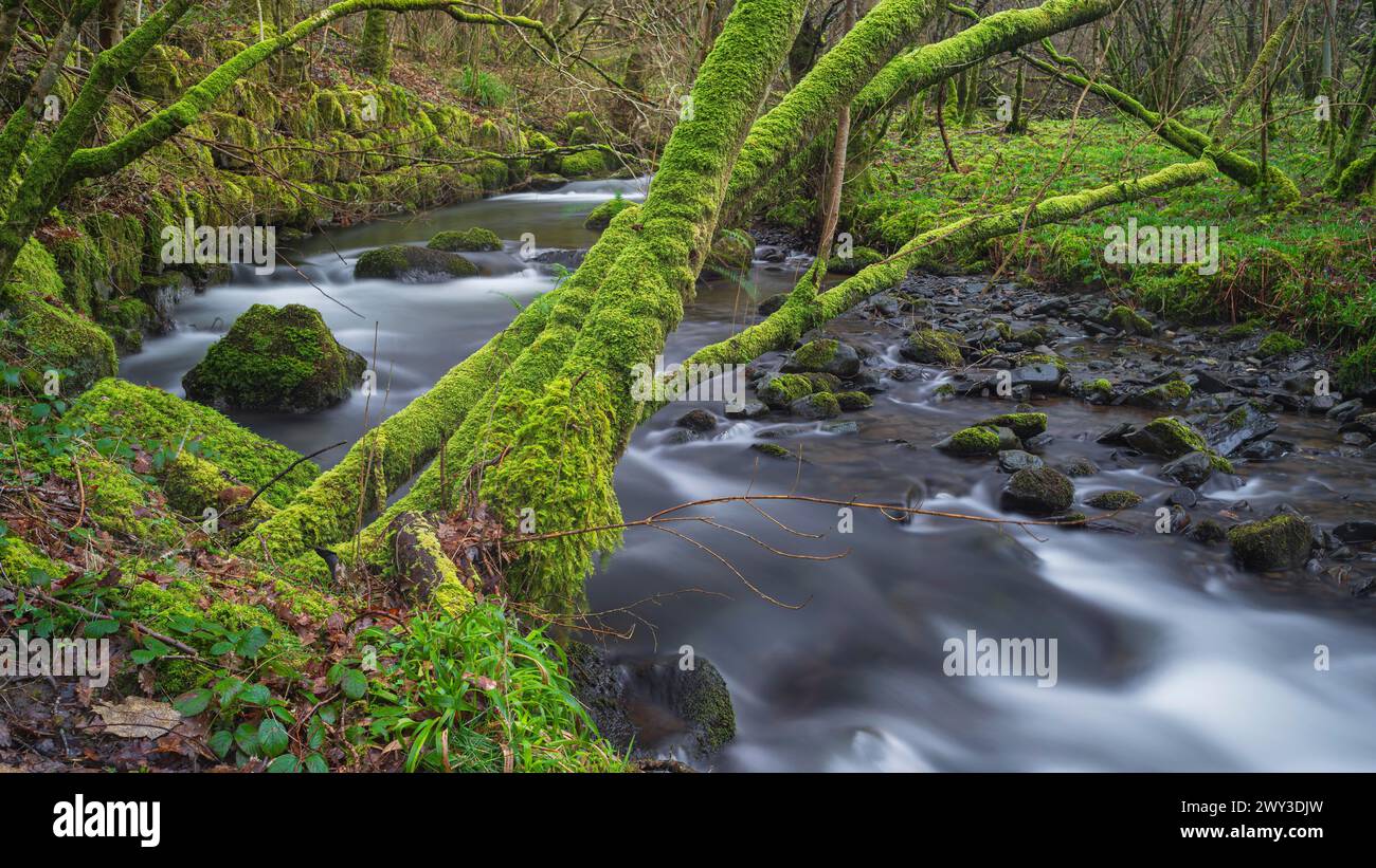 Foto di paesaggio, foto di natura, atmosferico, Lake District, Inghilterra, gran Bretagna Foto Stock