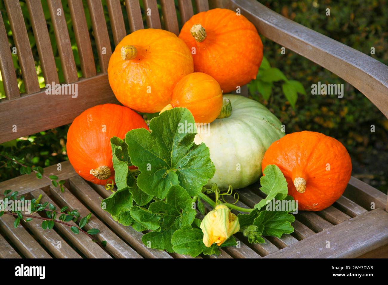 Zucche (Cucurbita), zucche Hokkaido su panca di legno, zucche tonde rosso-arancio, fiori di zucca, foglie, frutta e verdura, frutta, foglie Foto Stock