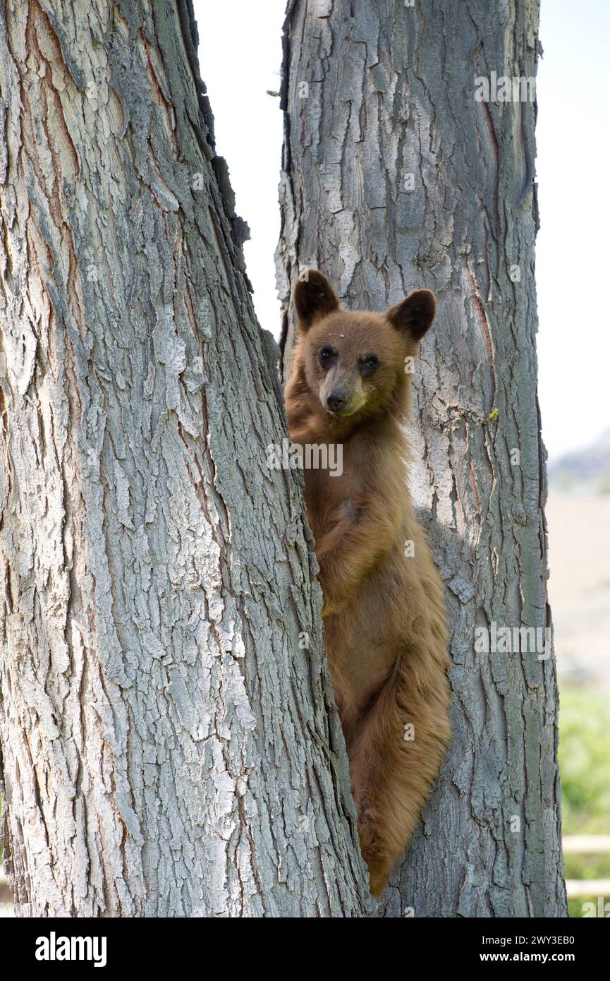 Cucciolo di orso nero nell'Oregon centro-settentrionale Foto Stock