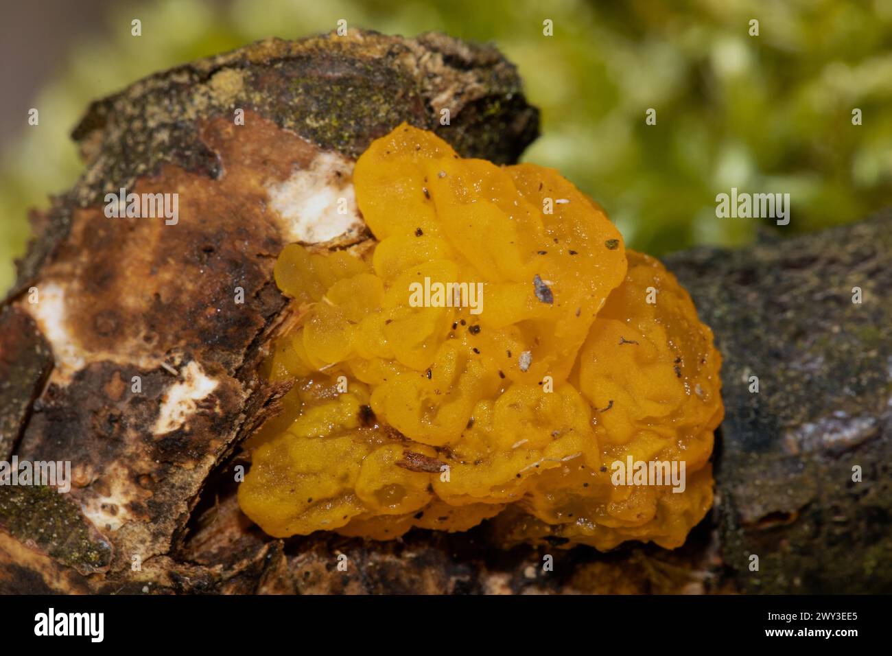 Giallo dorato tremante giallastro gelatinoso corpo fruttifero sul tronco dell'albero Foto Stock