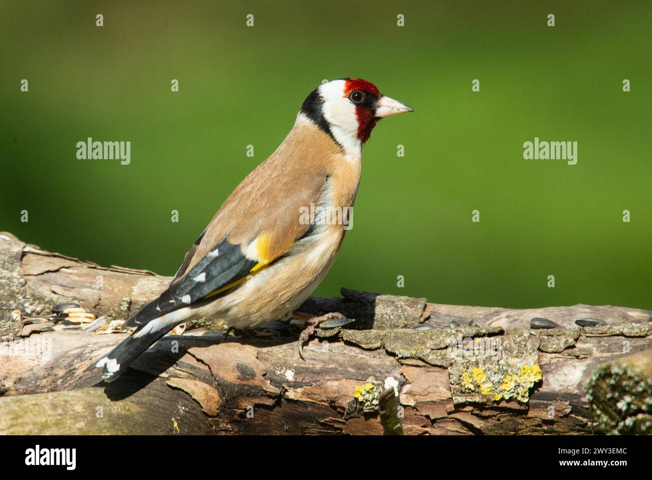 Goldfinch seduto sulla filiale che guarda a destra Foto Stock