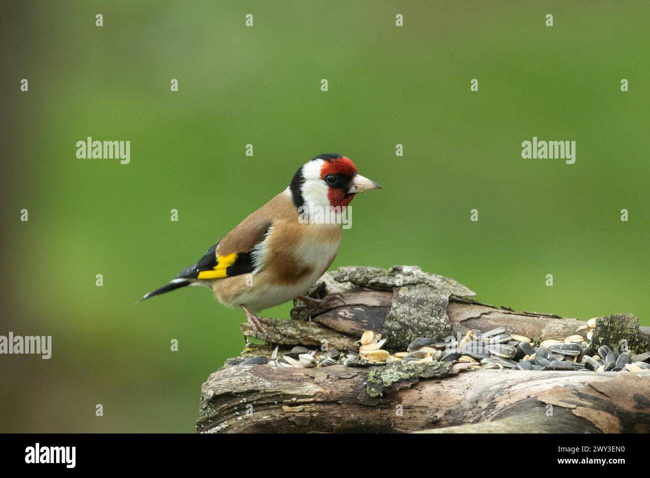 Goldfinch seduto sulla filiale che guarda a destra Foto Stock