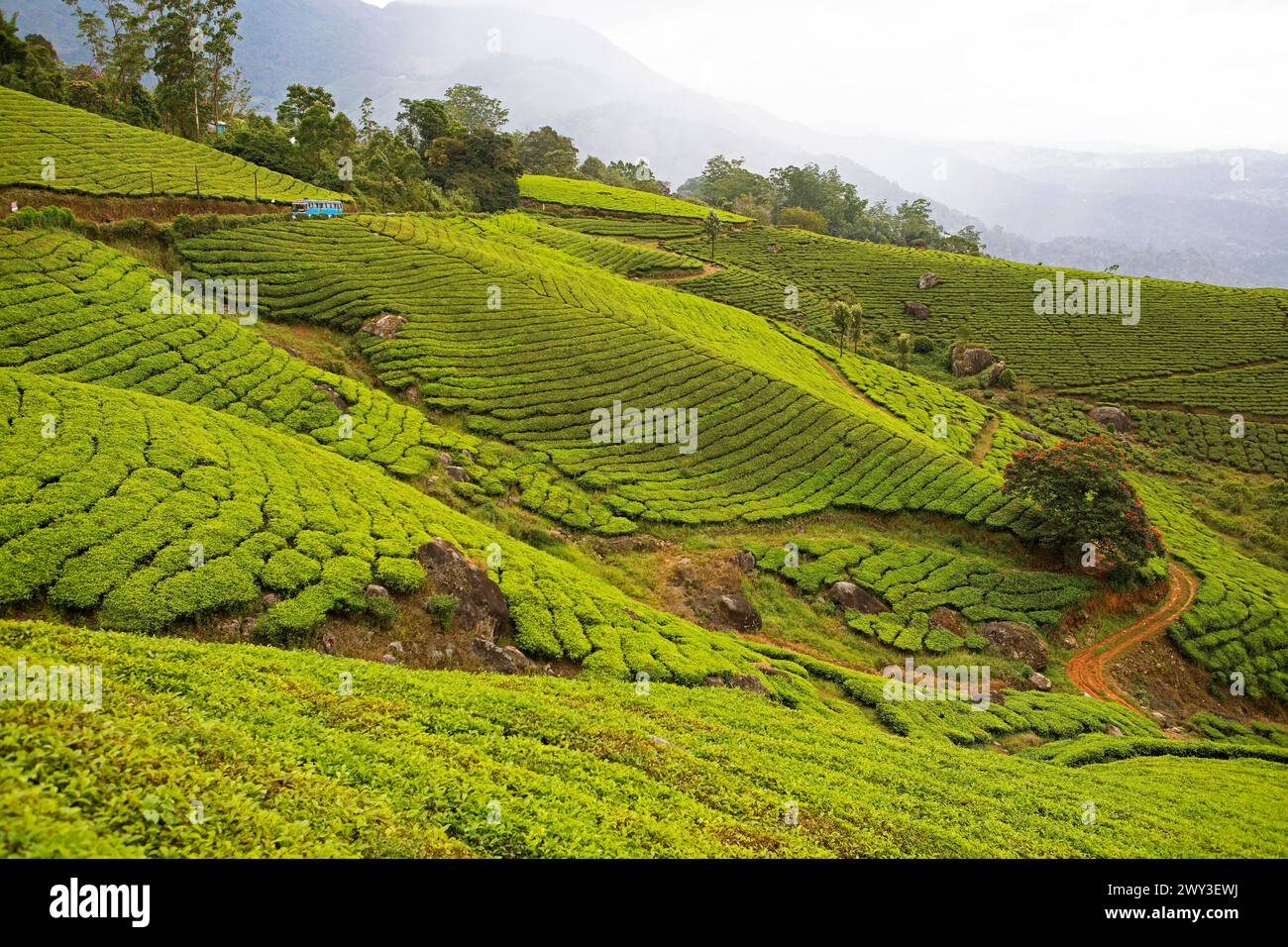 Colline verdi con piantagioni di tè a Munnar, Kerala, India Foto Stock