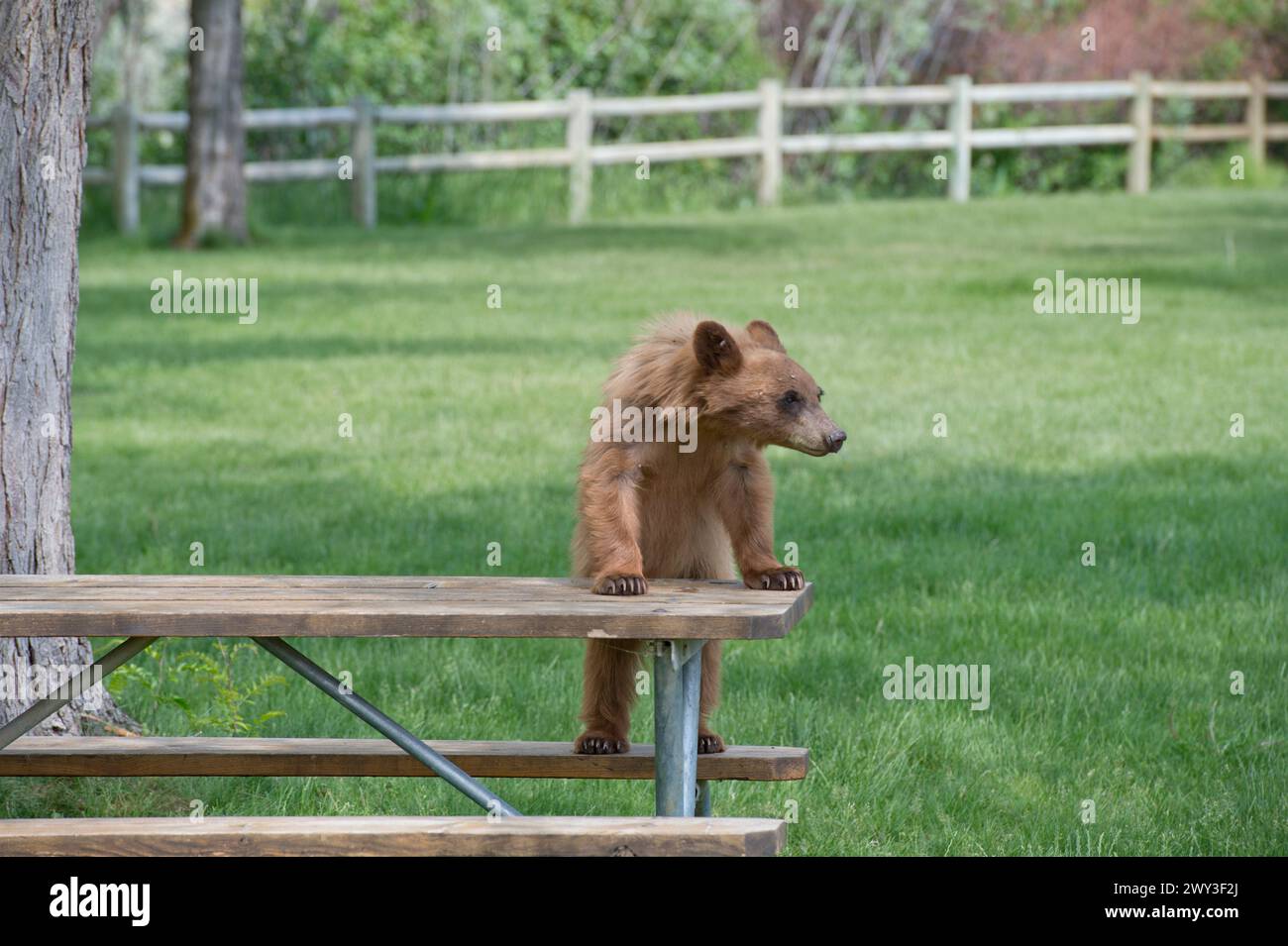Cucciolo di orso nero (cannella) sul tavolo da picnic nell'Oregon centro-settentrionale Foto Stock
