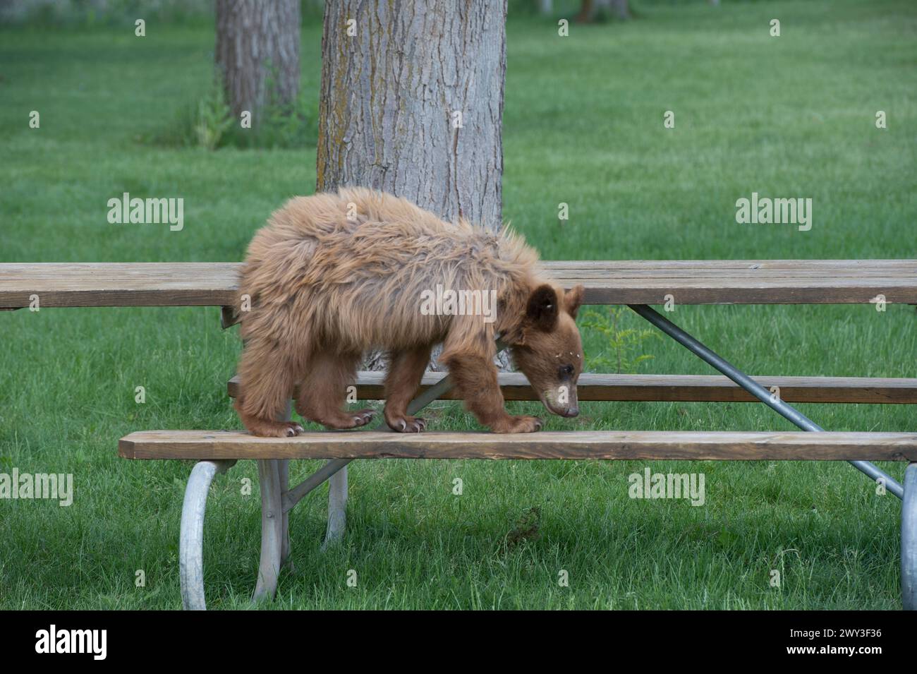 Cucciolo di orso nero (cannella) sul tavolo da picnic nell'Oregon centro-settentrionale Foto Stock