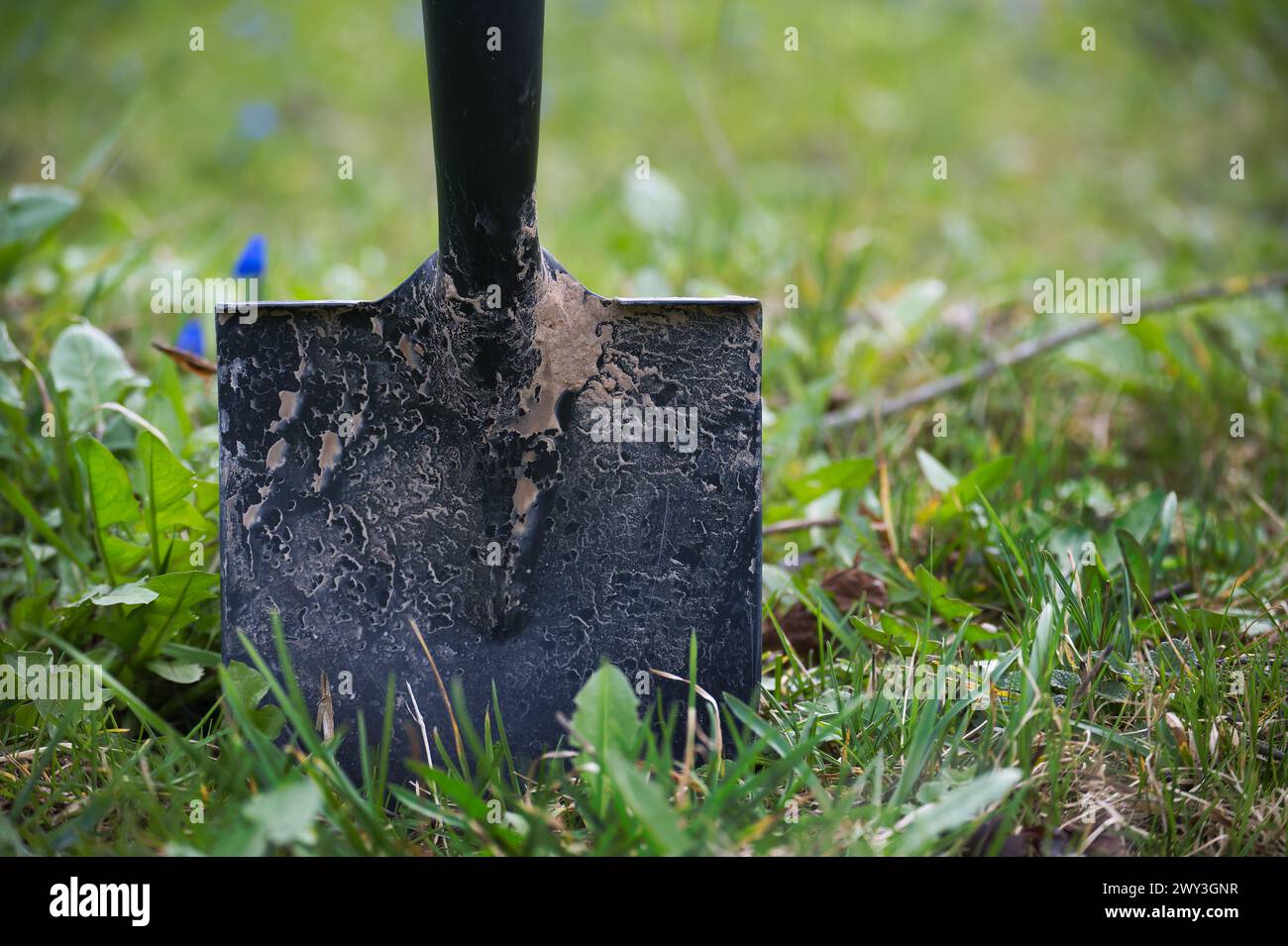 Pala con manico nero bloccata nel terreno circondata da lussureggiante erba verde e da una sparsa di piccoli fiori blu Foto Stock