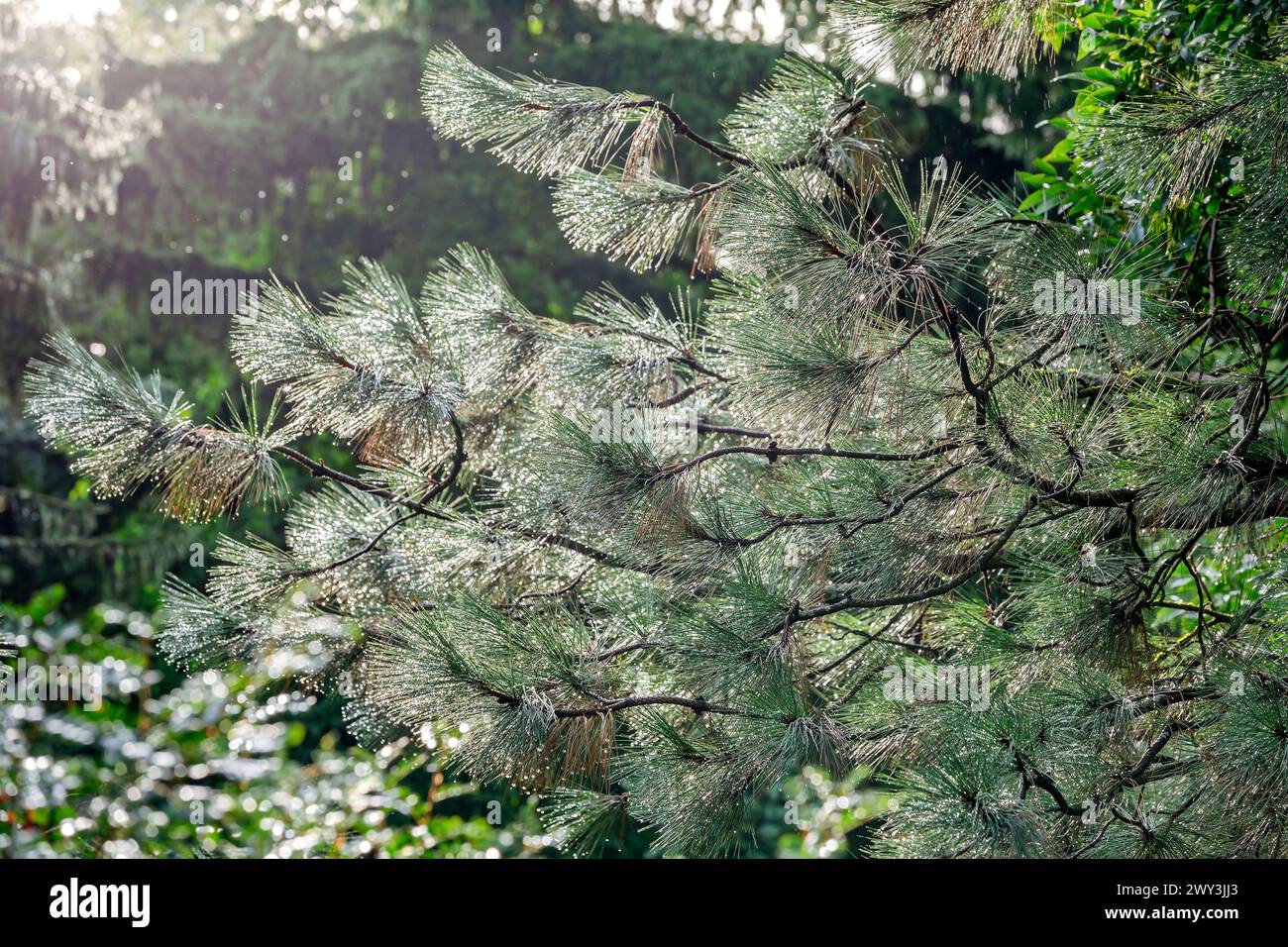 rami di pino verde con gocce di pioggia sugli aghi alla luce del sole. messa a fuoco selettiva. Foto Stock