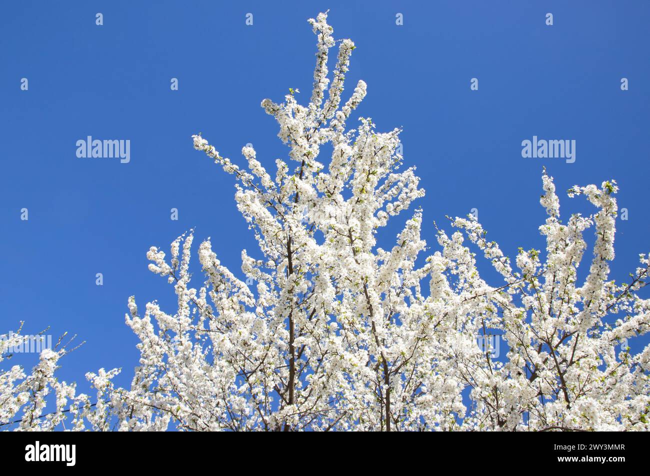 Una vista panoramica di rami con prugne bianche che fioriscono contro un cielo blu Foto Stock