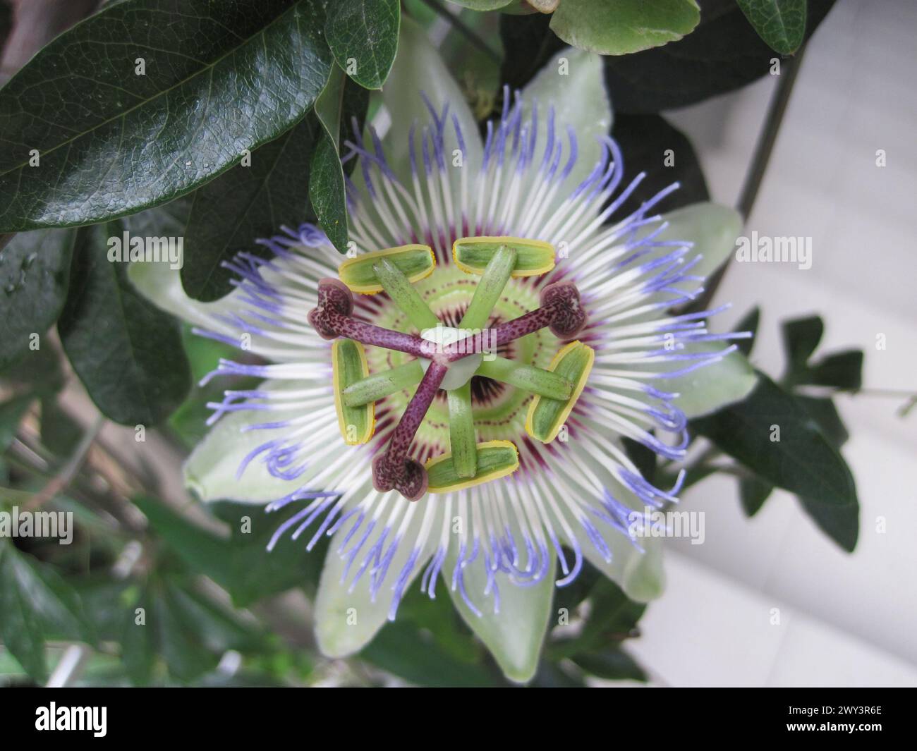 fiore del frutto della passione della natura bulgara Foto Stock