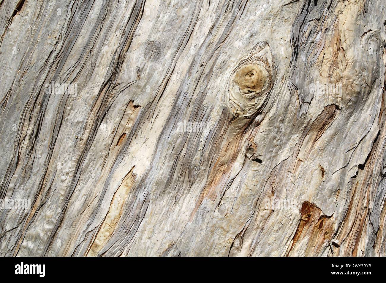 Primo piano su sfondo testurizzato della corteccia degli alberi Foto Stock