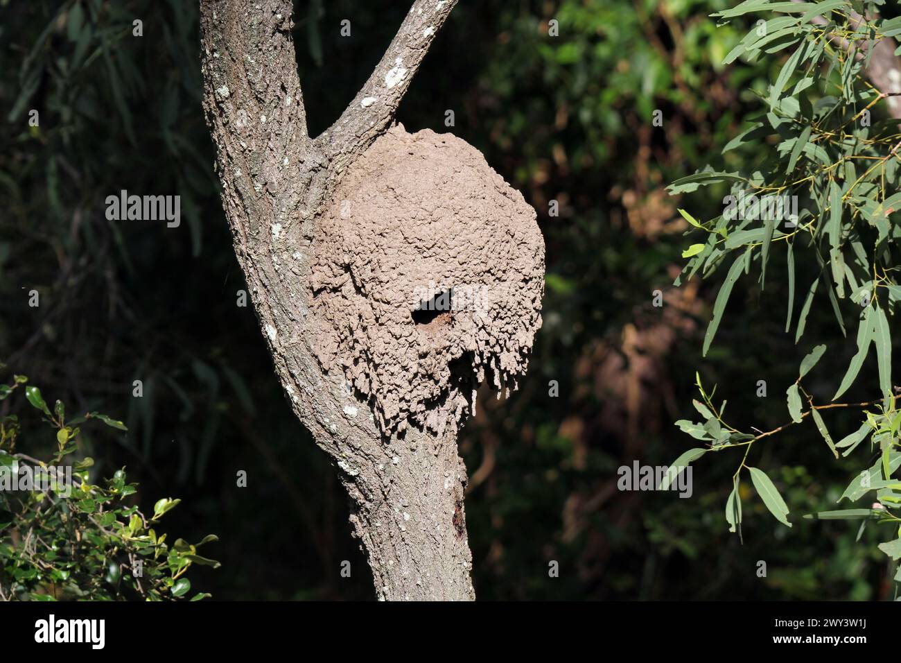 Le termiti nidificano in un albero in una foresta Foto Stock