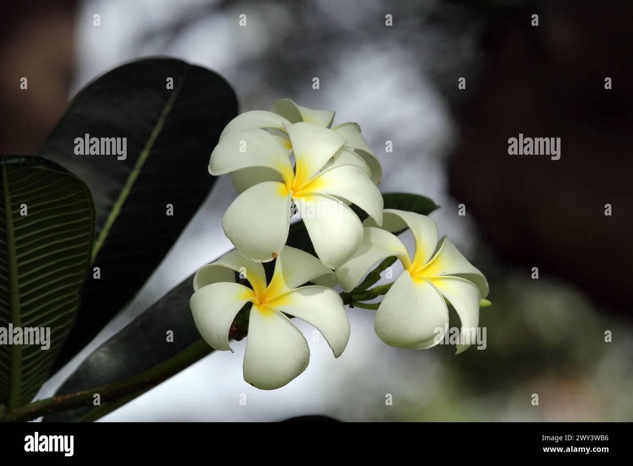 Frangipani plumeria bianco e giallo su una pianta in un giardino Foto Stock