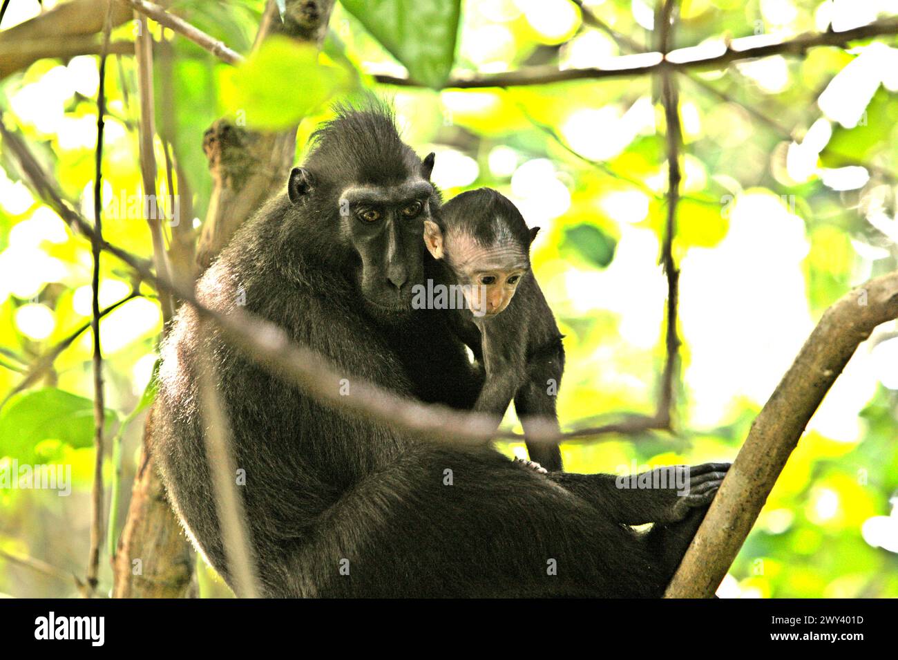 Un macaco crestato (Macaca nigra) si prende cura di una progenie mentre si siede all'ombra, mentre si fermano dal foraggio nella foresta di Tangkoko, Sulawesi settentrionale, Indonesia. "Il cambiamento climatico è uno dei principali fattori che influenzano la biodiversità a livello mondiale a un ritmo allarmante", secondo un team di scienziati guidati da Antonio Acini Vasquez-Aguilar nel loro documento di ricerca pubblicato per la prima volta nel marzo 2024 su Environ Monit Evaluate. I cambiamenti climatici potrebbero spostare la distribuzione geografica delle specie, comprese le specie che dipendono molto dalla copertura forestale, hanno scritto. "Temperature crescenti causate dal clima... Foto Stock