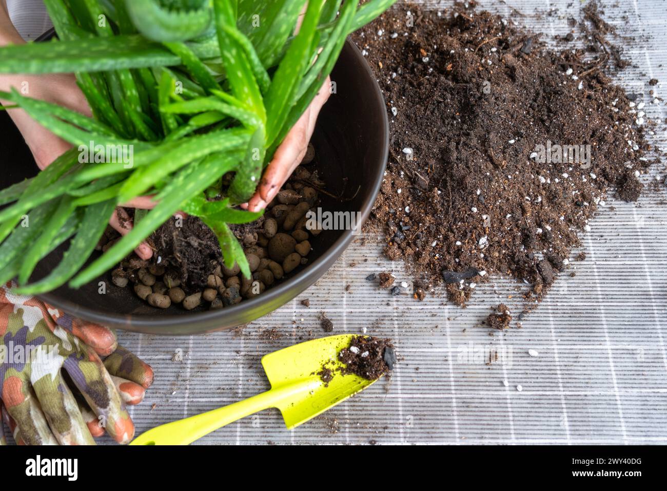 L'incapsulamento, il trapianto e la riproduzione sono la separazione dei figli della pianta dell'Aloe vera. Succulento sul tavolo, vaso, terreno, paletta Foto Stock