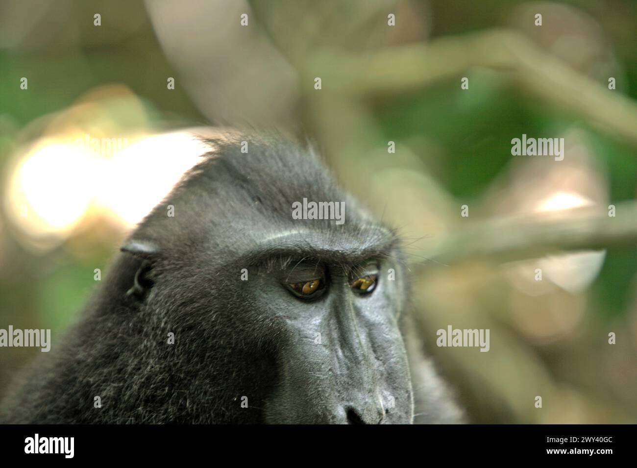 La testa di un macaco con cresta nera (Macaca nigra) è fotografata mentre si riposa sul pavimento della foresta pluviale di pianura nella riserva naturale di Tangkoko, Indonesia. "Il cambiamento climatico è uno dei principali fattori che influenzano la biodiversità a livello mondiale a un ritmo allarmante", secondo un team di scienziati guidati da Antonio Acini Vasquez-Aguilar nel loro documento di ricerca pubblicato per la prima volta nel marzo 2024 su Environ Monit Evaluate. I cambiamenti climatici potrebbero spostare la distribuzione geografica delle specie, comprese le specie che dipendono molto dalla copertura forestale, hanno scritto. "L'aumento delle temperature causato dai cambiamenti climatici può disturbare... Foto Stock