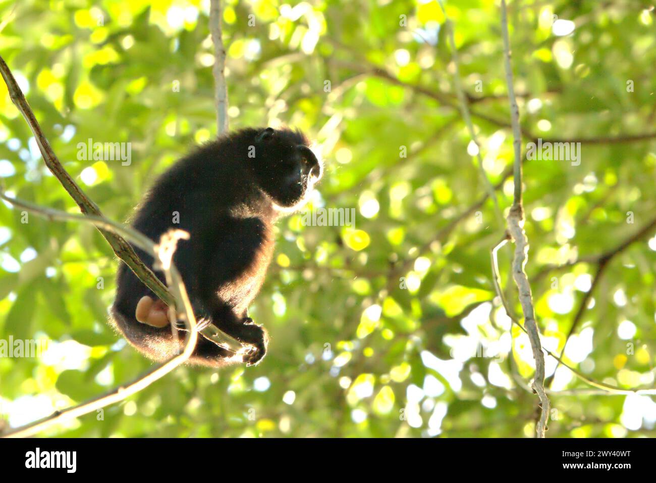 Un macaco di Sulawesi cresta nero (Macaca nigra) si trova su un vitigno liana, in quanto si ferma dal foraggiamento nella riserva naturale di Tangkoko, Sulawesi settentrionale, Indonesia."il cambiamento climatico è uno dei principali fattori che influenzano la biodiversità in tutto il mondo a un ritmo allarmante", secondo un team di scienziati guidati da Antonio Acini Vasquez-Aguilar nel loro documento di ricerca pubblicato per la prima volta nel marzo 2024 su Environ Monit Evaluate. I cambiamenti climatici potrebbero spostare la distribuzione geografica delle specie, comprese le specie che dipendono molto dalla copertura forestale, hanno scritto. "L'aumento delle temperature causato dai cambiamenti climatici può disturbare... Foto Stock