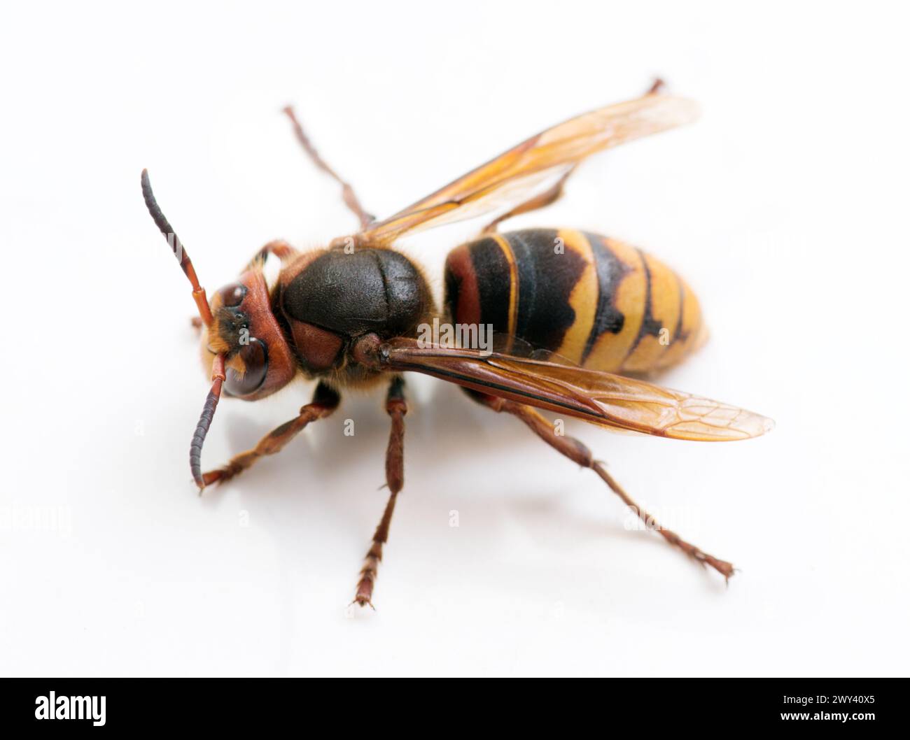 Un formidabile calabrone cattivo attore. Calabrone gigante (Vespa crabro) in diverse pose su sfondo bianco. Cornetto macro per la fotografia Foto Stock