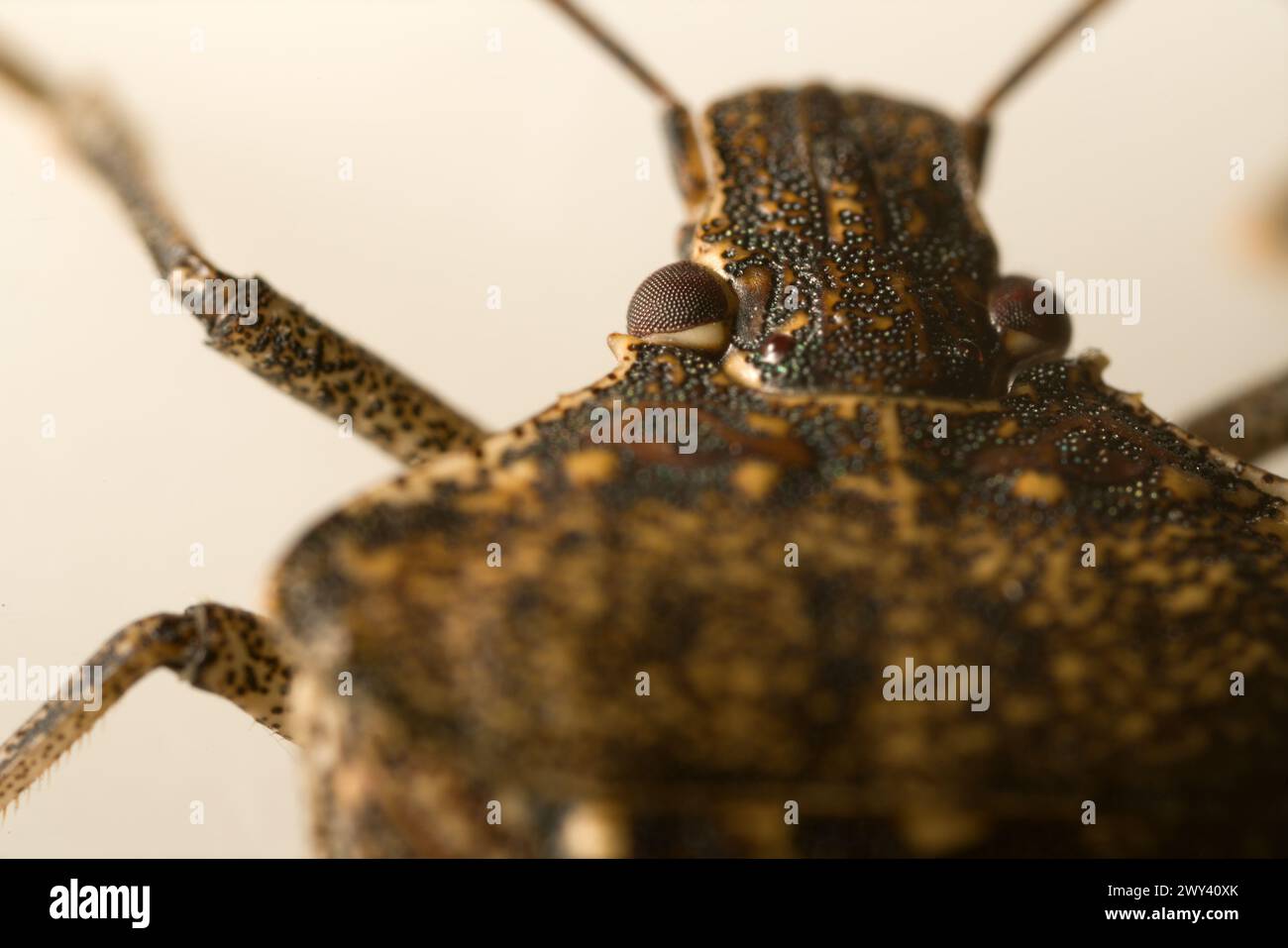 Veri bug (Hemiptera), testa ultra macro ritratto su sfondo bianco . Bug di fotografia macro Foto Stock