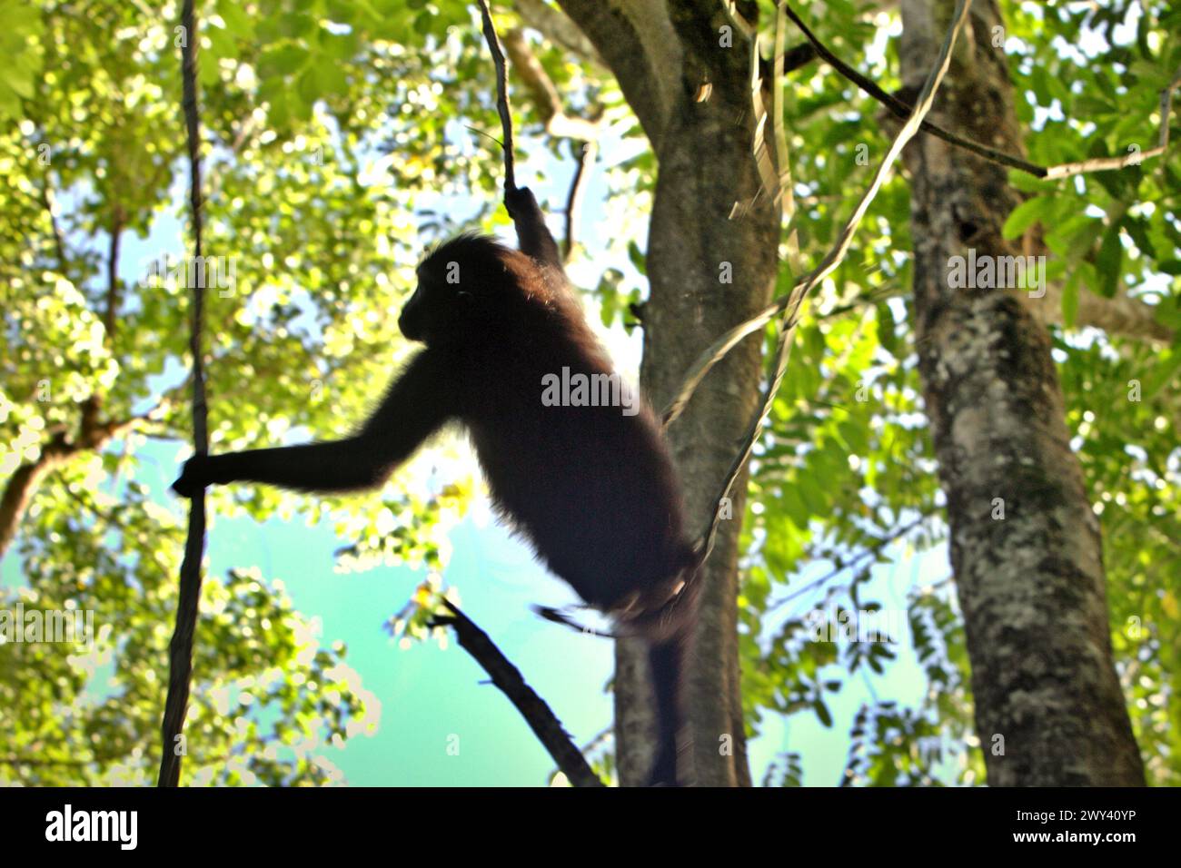 Un macaco Sulawesi crestato nero (Macaca nigra) è sagomato su uno sfondo luminoso, in quanto si sta aggrappando a un vitigno liana mentre si allena nella foresta di Tangkoko, Sulawesi settentrionale, Indonesia. "Il cambiamento climatico è uno dei principali fattori che influenzano la biodiversità a livello mondiale a un ritmo allarmante", secondo un team di scienziati guidati da Antonio Acini Vasquez-Aguilar nel loro documento di ricerca pubblicato per la prima volta nel marzo 2024 su Environ Monit Evaluate. I cambiamenti climatici potrebbero spostare la distribuzione geografica delle specie, comprese le specie che dipendono molto dalla copertura forestale, hanno scritto. Foto Stock