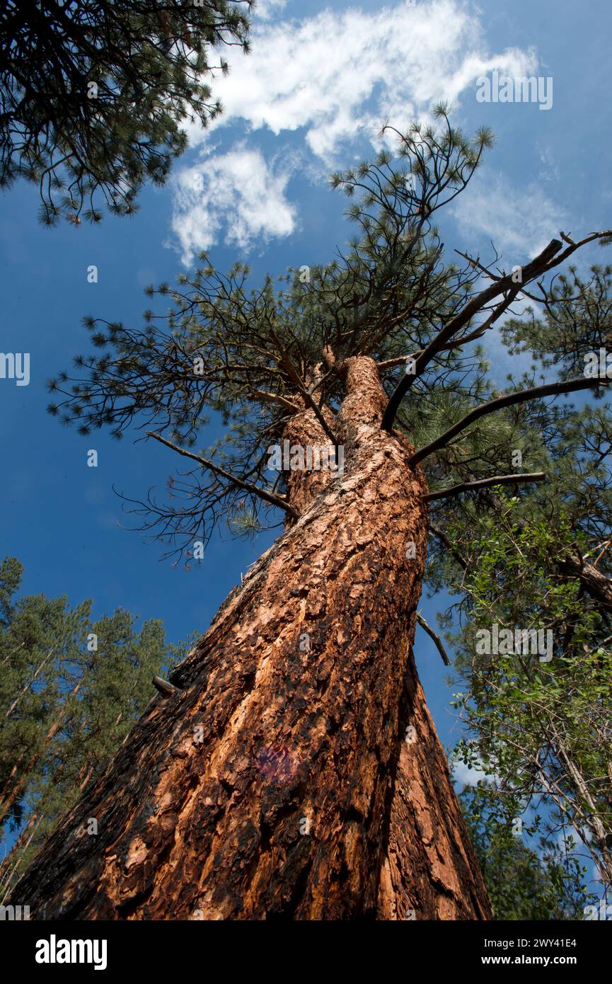 Coppia di pini Ponderosa (Pinus ponderosa) che crescono molto vicini l'uno all'altro Foto Stock