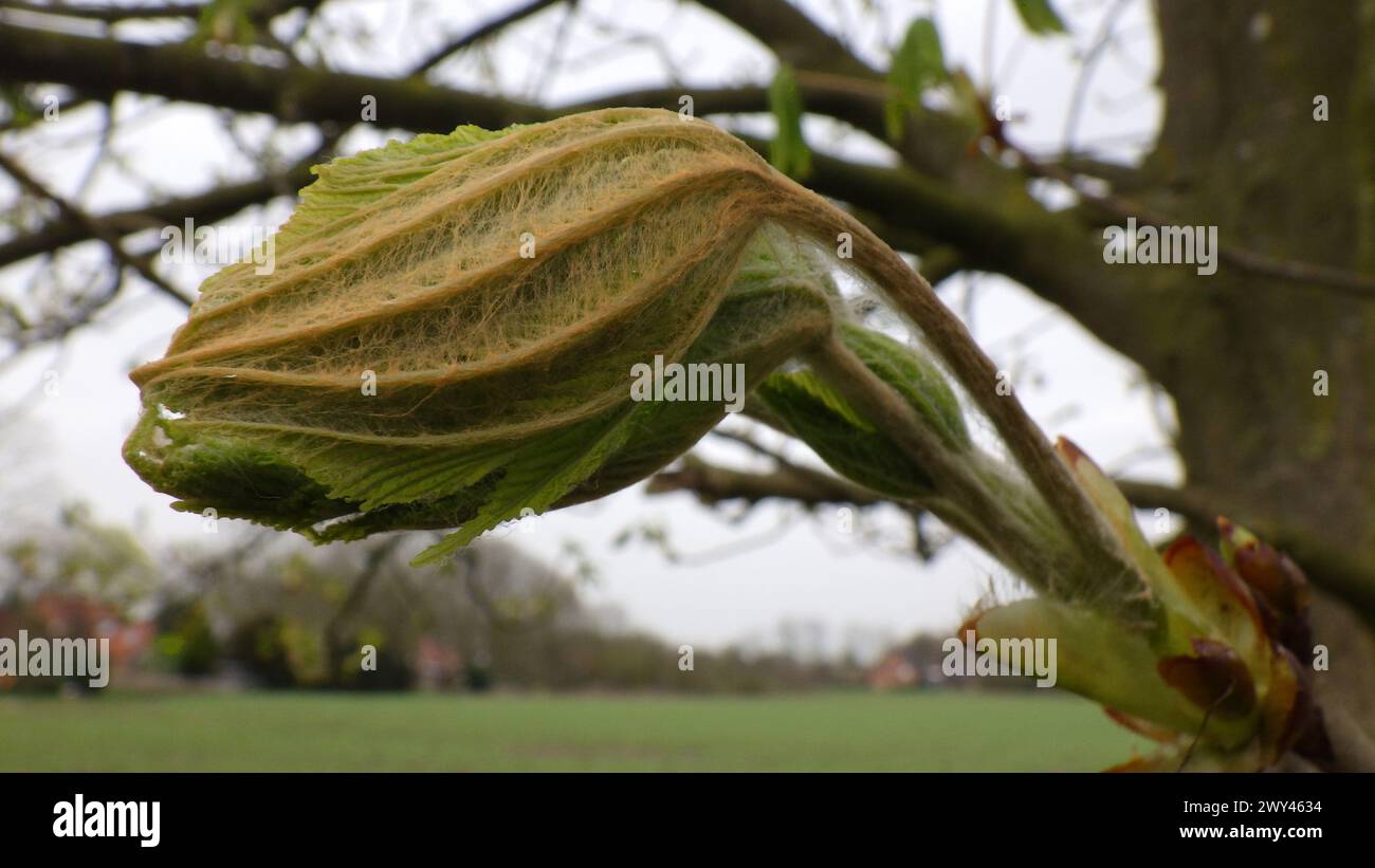 Le foglie di questo enorme castagno si stanno dispiegando. Le nuove foglie sono costituite da tessuto fragile Foto Stock