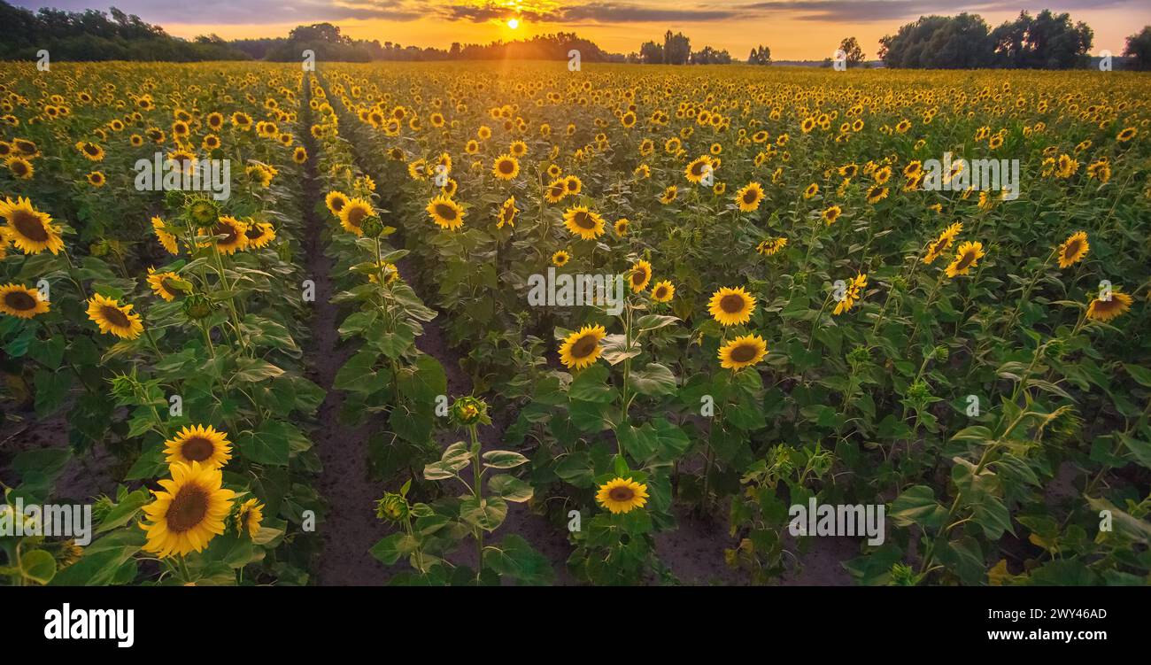 Un pittoresco campo di girasole in fiore al tramonto. Raccolto di grano in estate. Foto Stock