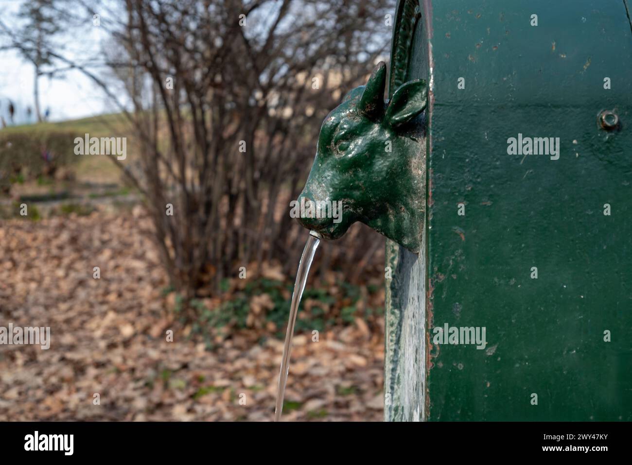 Primo piano di Toret, toro piccolo, toro piccolo. Tipica fontana di Torino, Italia. Fontana per bere. Foto Stock