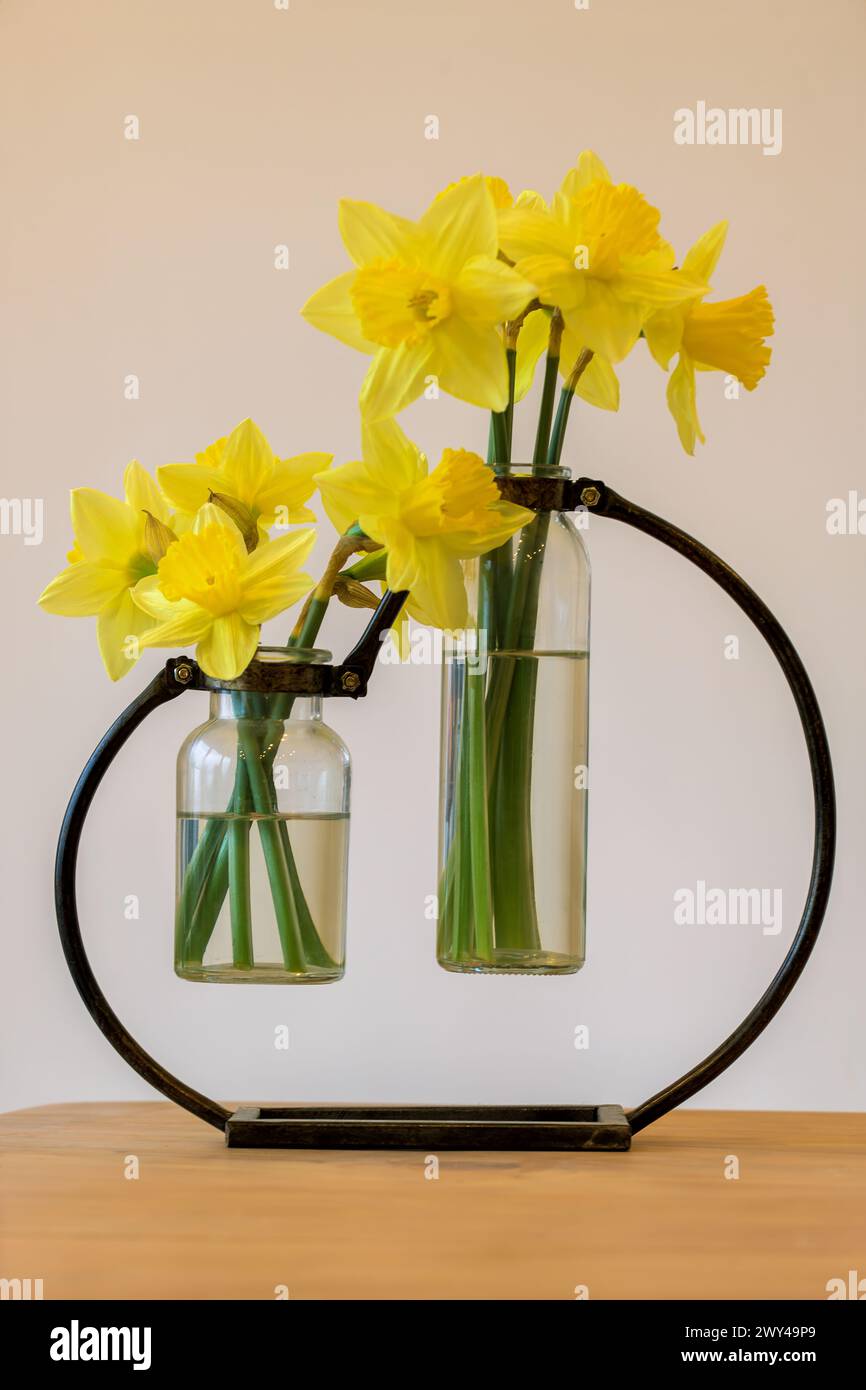 Fiori recisi di Daffodil, Narcissus, contenuti in un unico vaso gemello di vasi di diverse dimensioni, vasi con struttura circolare Foto Stock