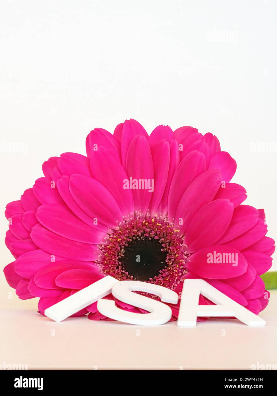Le lettere ISA adagiate sui petali di un fiore di gerbera rosa brillante Foto Stock