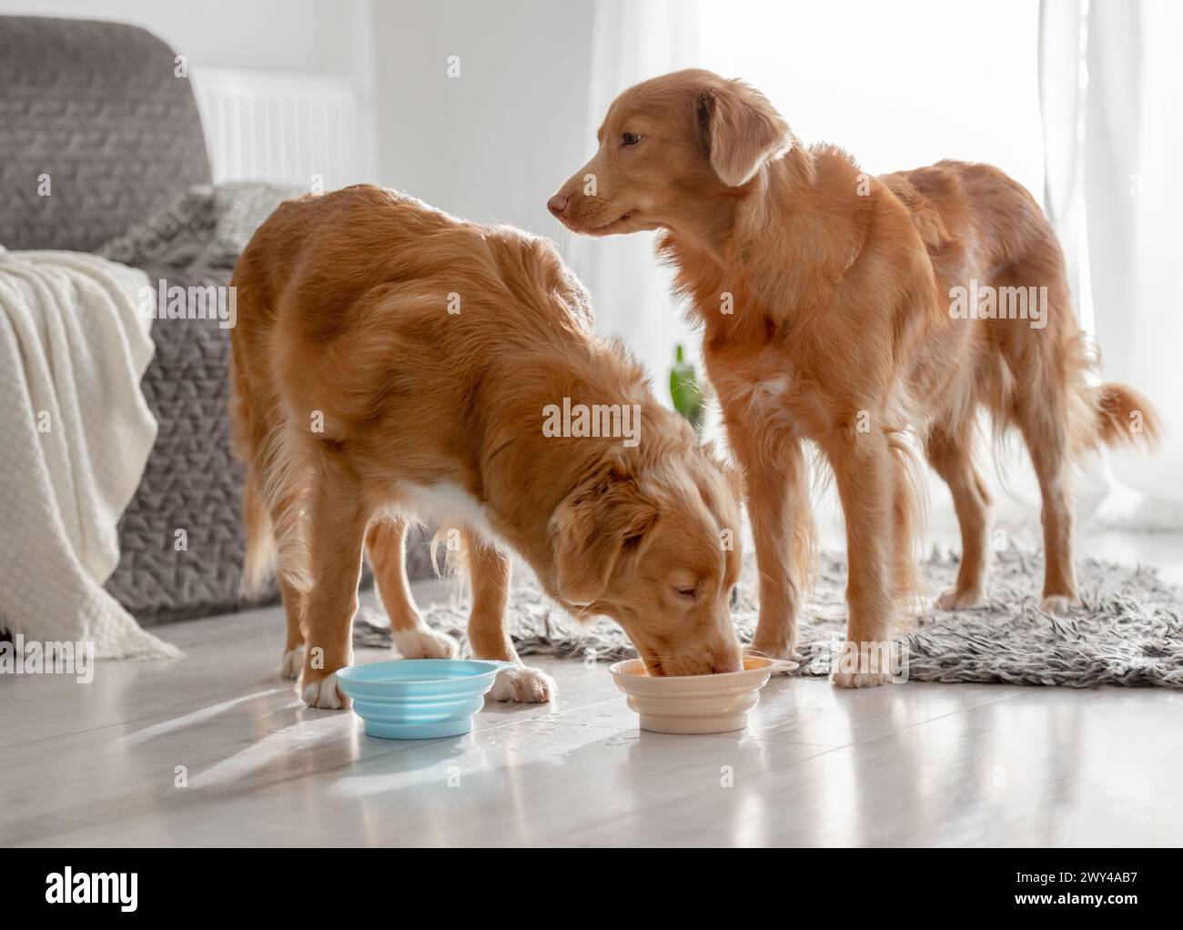 Due cani da recupero della nuova Scozia bevono da Bowls at Home Foto Stock