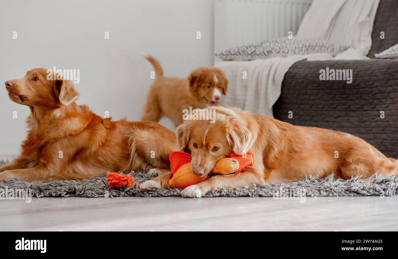 Due cani e cuccioli, Una nuova Scozia Tolling Retriever e Un Toller, sono sul pavimento in Una stanza che gioca con Un Bright Duck Toy Foto Stock