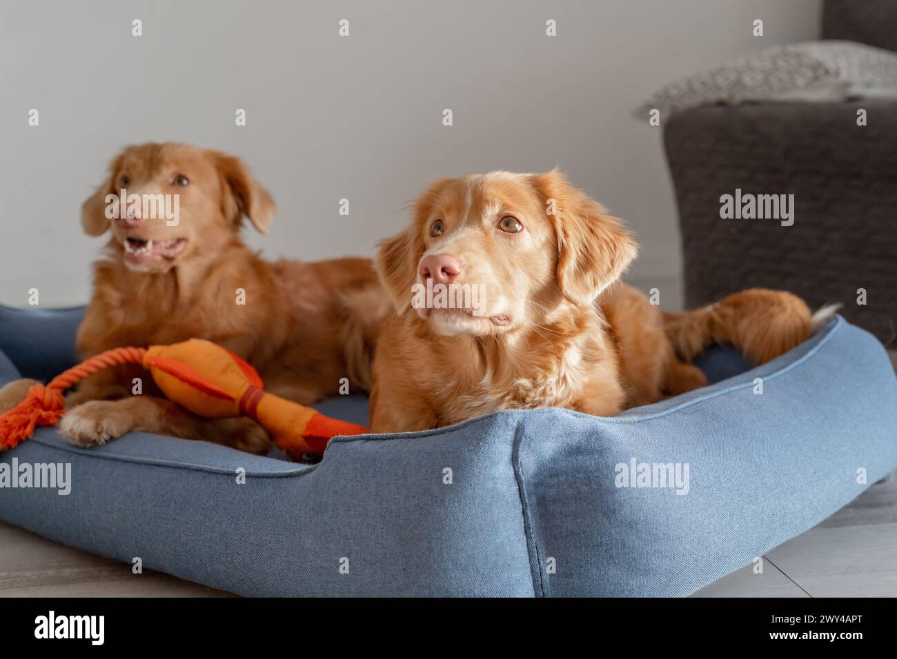 Due Retrievers per il tolling Duck della nuova Scozia riposano comodamente in Un letto per cani blu Foto Stock
