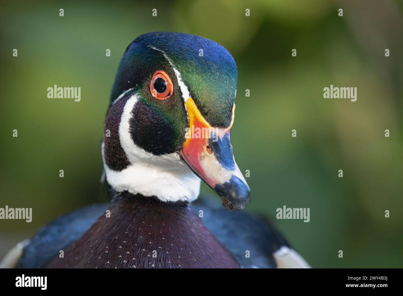 Un'anatra di legno drake (anatra di legno maschio) posa magnificamente per la fotocamera Foto Stock