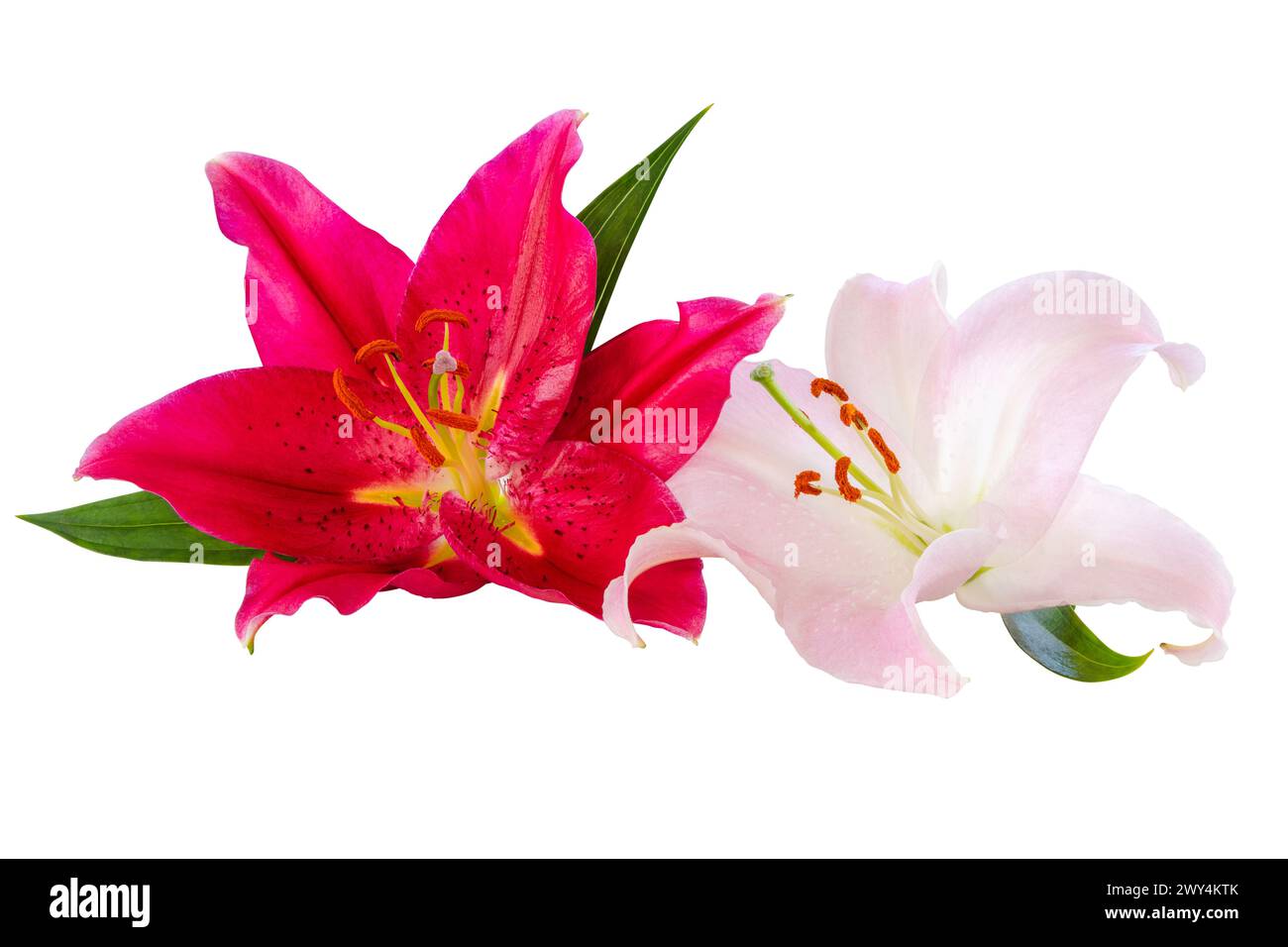 Due bellissimi gigli bianchi e rossi (Lilium, Liliaceae) isolati su sfondo bianco, con percorso di ritaglio. Foto Stock