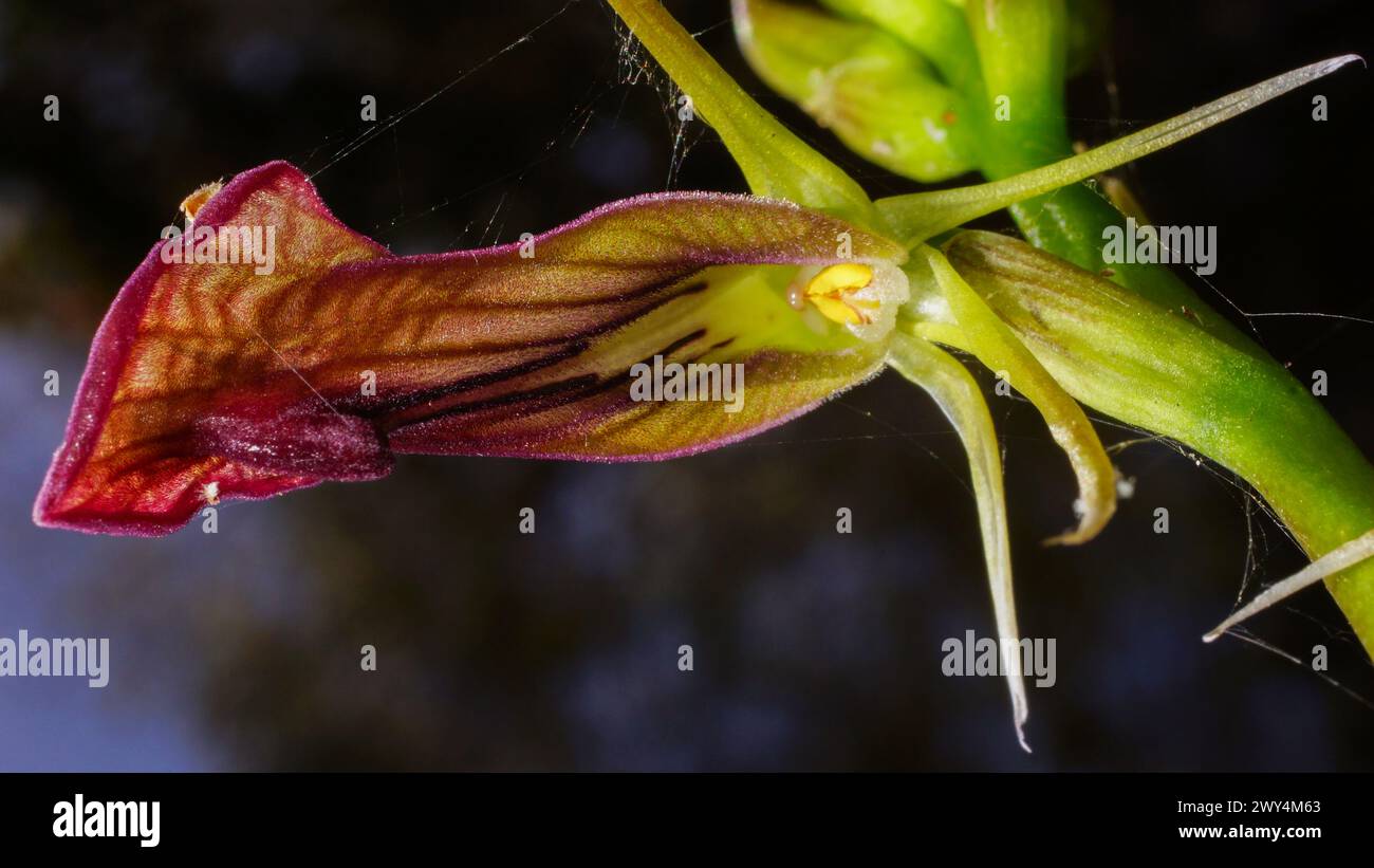 Fiore dell'orchidea pantofola dell'Australia occidentale terrestre o orchidea della lingua occidentale (Cryptostis ovata), nell'habitat naturale, vista dal basso Foto Stock