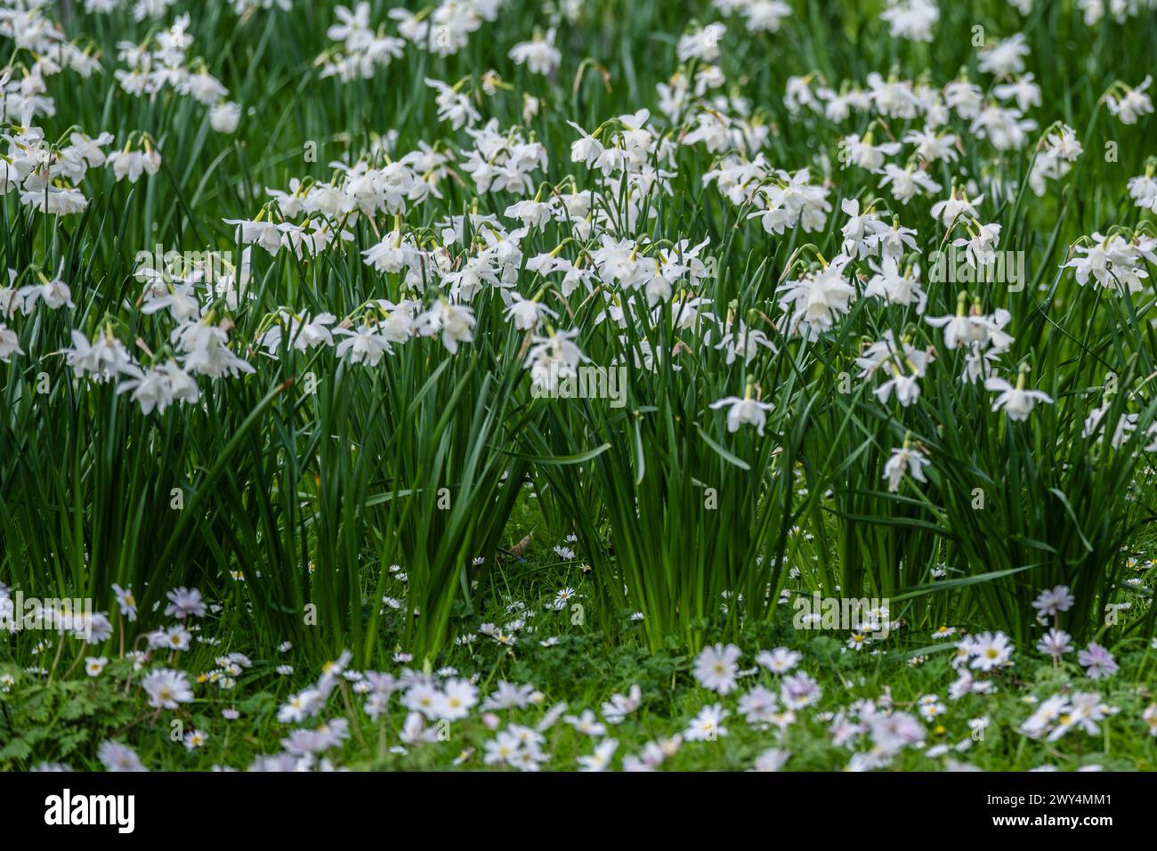 White Daffodils Narcissus Cornish Niveth cresce in un giardino in Cornovaglia in Inghilterra nel Regno Unito. Foto Stock