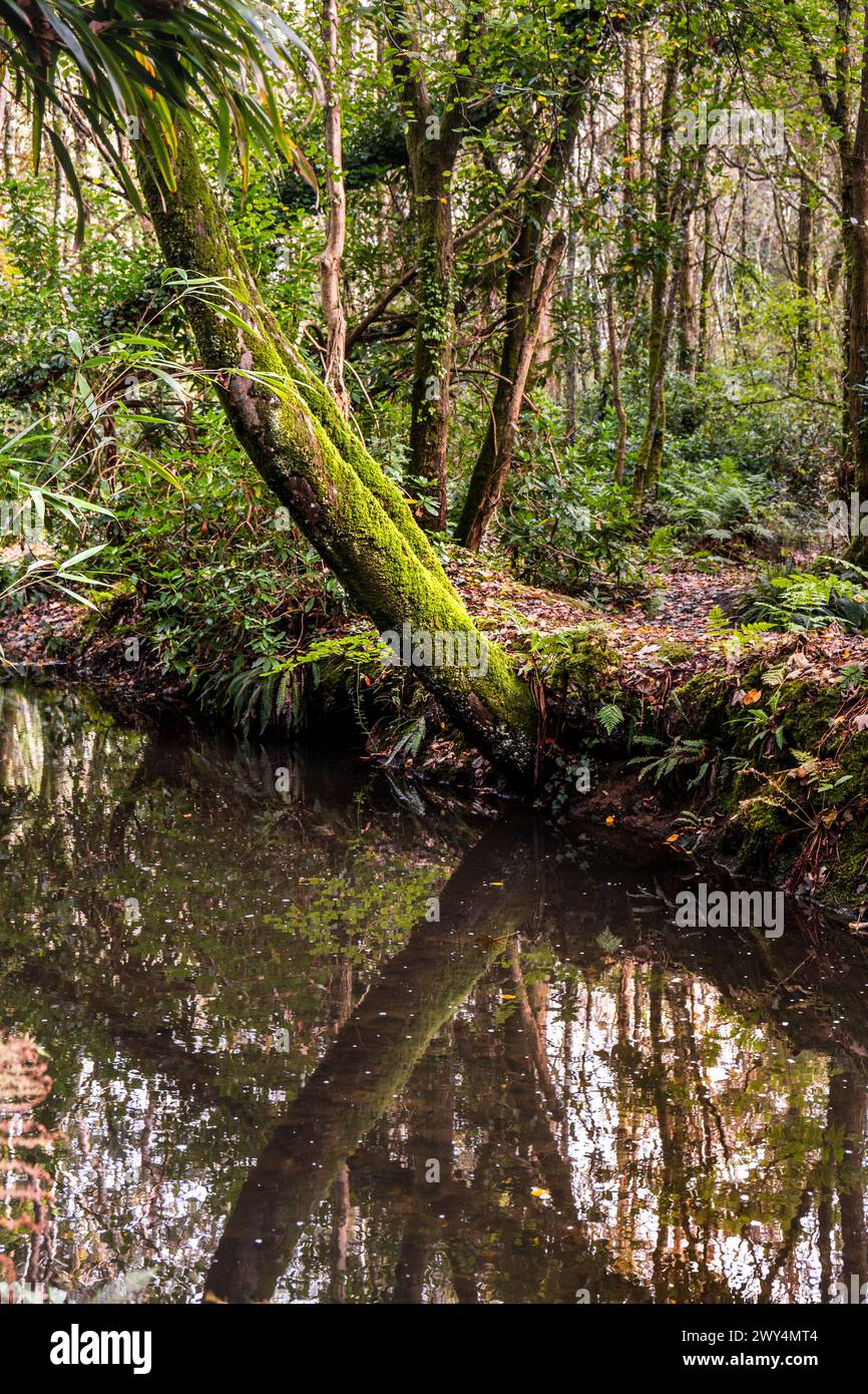 Il flusso di Tehidy scorre attraverso Tehidy Woods in Cornovaglia, nel Regno Unito. Foto Stock