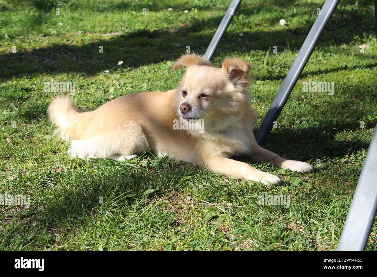 Piccolo cane beige Spitz adagiato su un prato verde Foto Stock