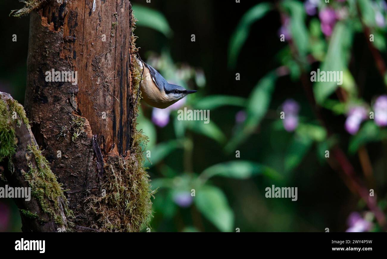 I Nuthatch si nutrono nel bosco Foto Stock