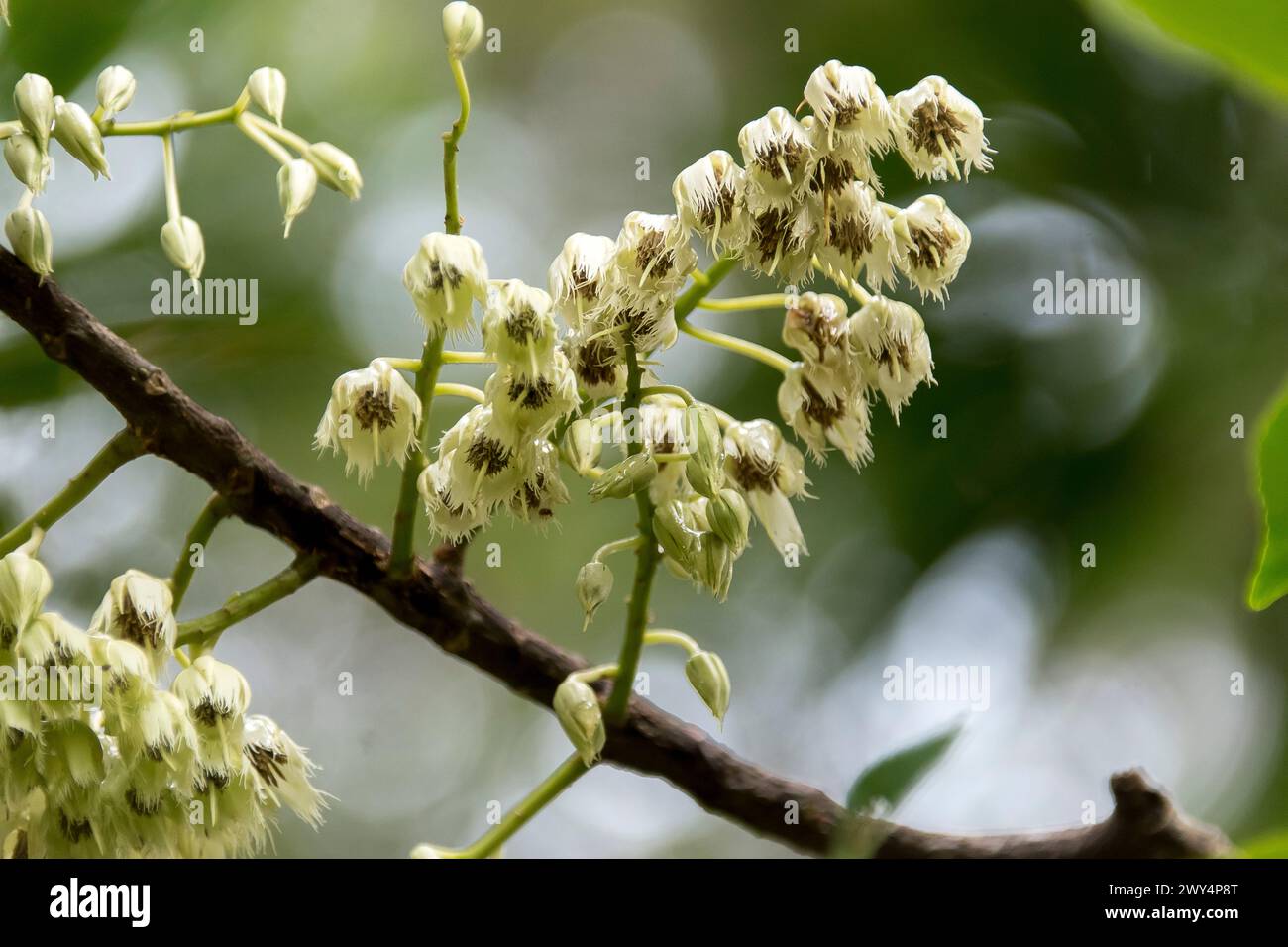 Racemi bianchi cremosi di fiori sui rami dell'albero di Quandong blu australiano, Elaeocarpus angustifolius. Foresta pluviale del Queensland. Bagnato dopo la pioggia. Foto Stock