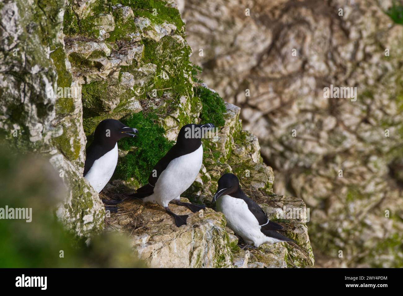 Tre uccelli di razorbill che fanno una chiacchierata sul bordo di una scogliera Foto Stock